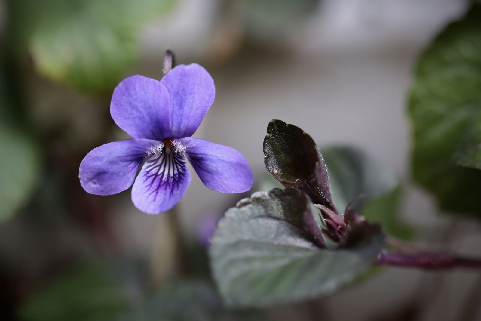 Canon EOS 800D (EOS Rebel T7i / EOS Kiss X9i) sample photo. Violet, blossom, bloom photography