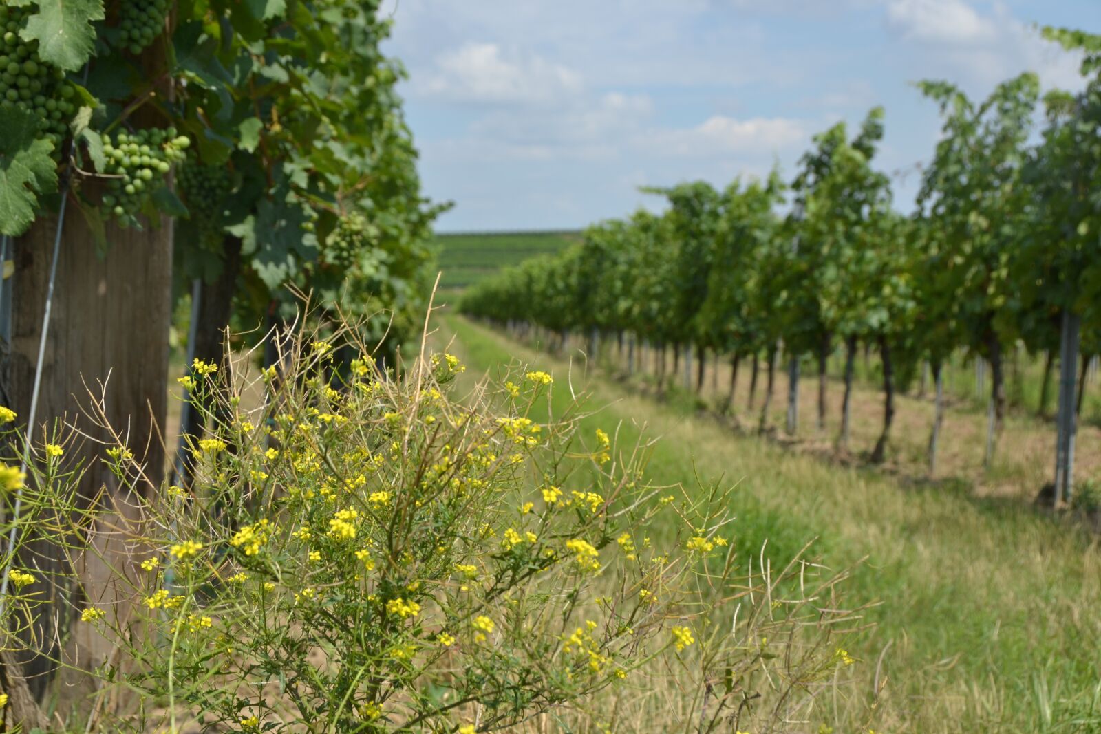Nikon D3100 sample photo. Vineyard, wine, vine photography