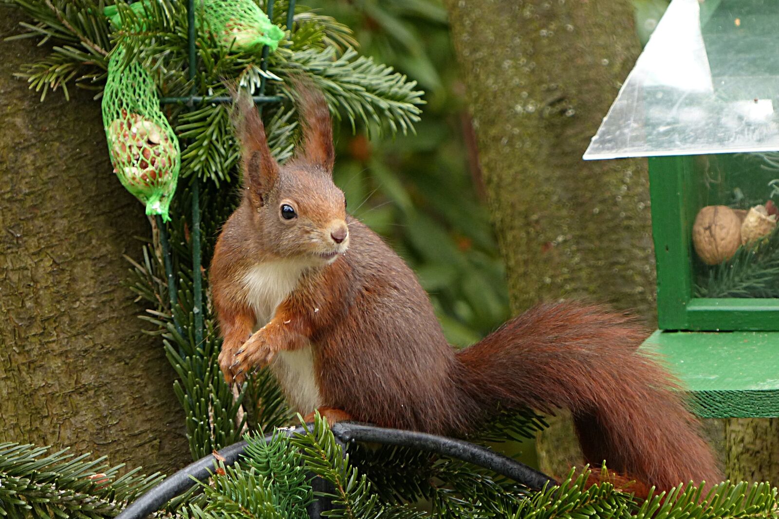 Panasonic Lumix DMC-FZ200 sample photo. Animal, squirrel, sciurus vulgaris photography
