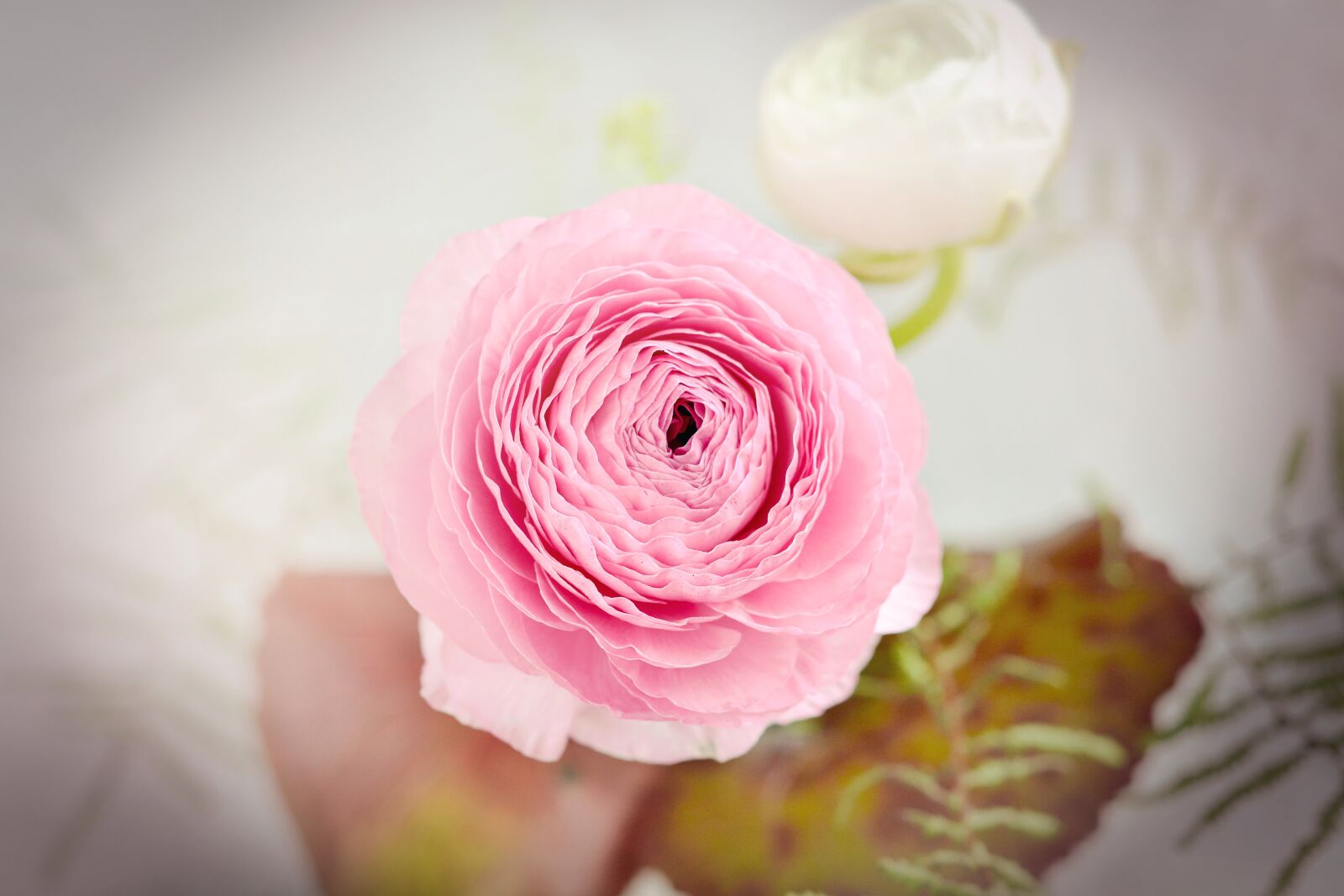 Nikon D7100 sample photo. Ranunculus, flower, blossom photography