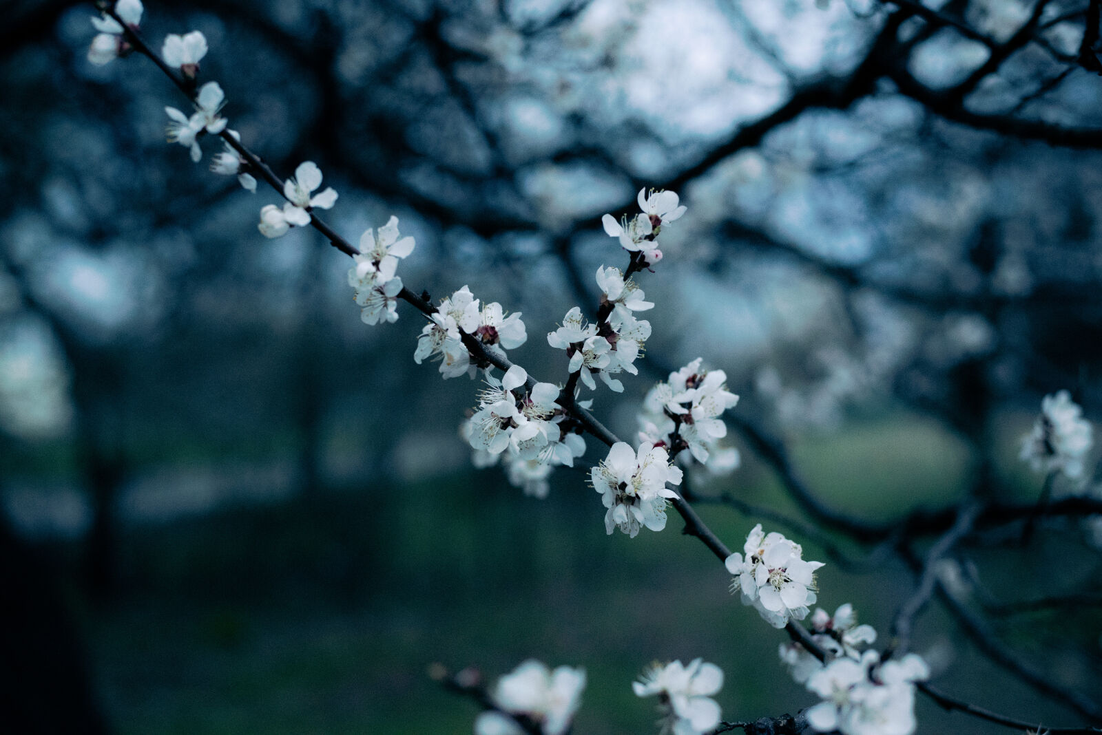 Nikon D750 + Nikon AF-S Nikkor 50mm F1.8G sample photo