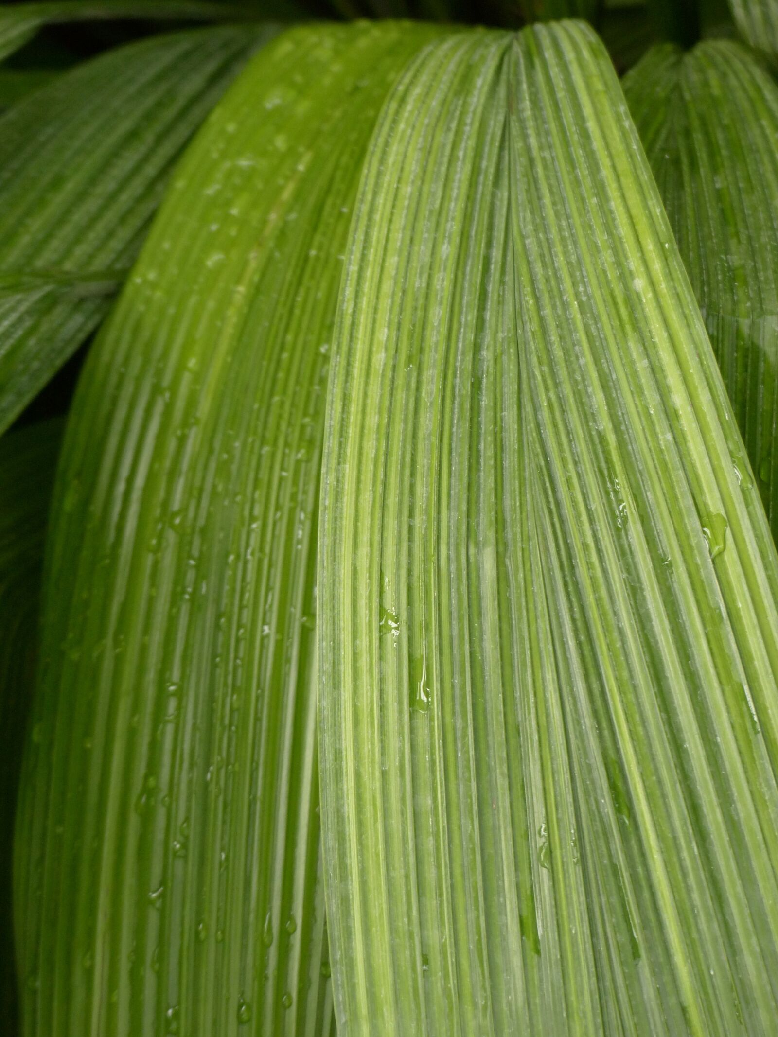 Panasonic Lumix DMC-FZ200 sample photo. Leaf, rip, ribbed photography