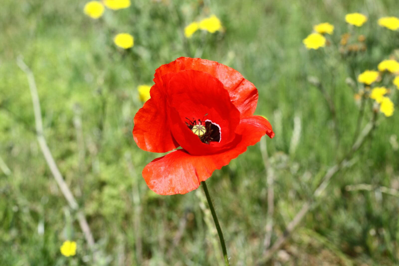 Canon EOS 50D sample photo. Poppies, flowers, red photography
