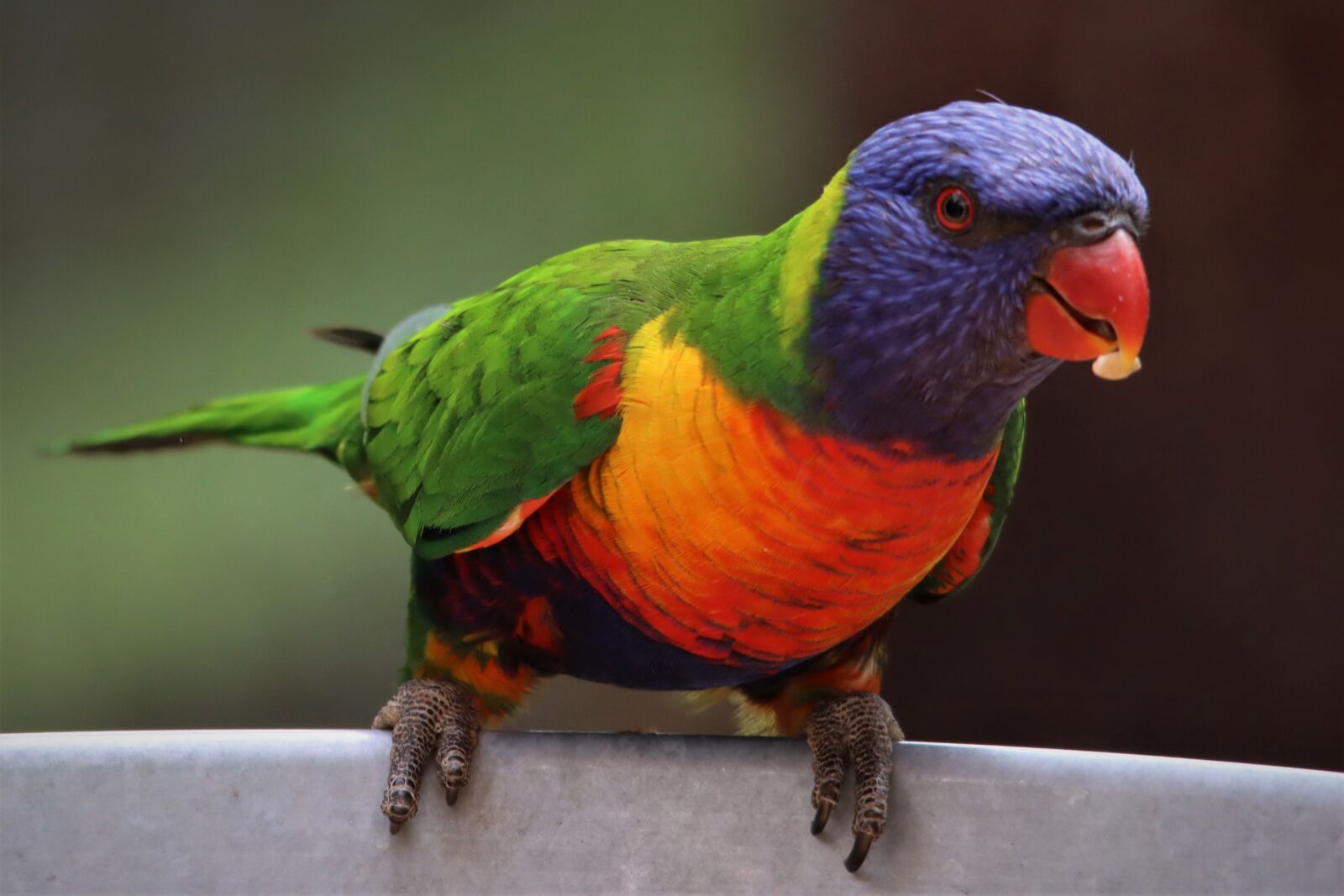Canon EOS 90D sample photo. Rainbow lorikeet, eating, bird photography