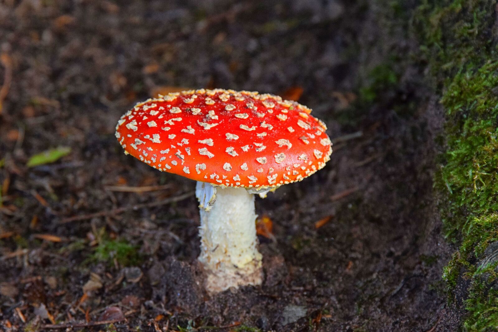Nikon D5300 sample photo. Fly agaric, bright red photography