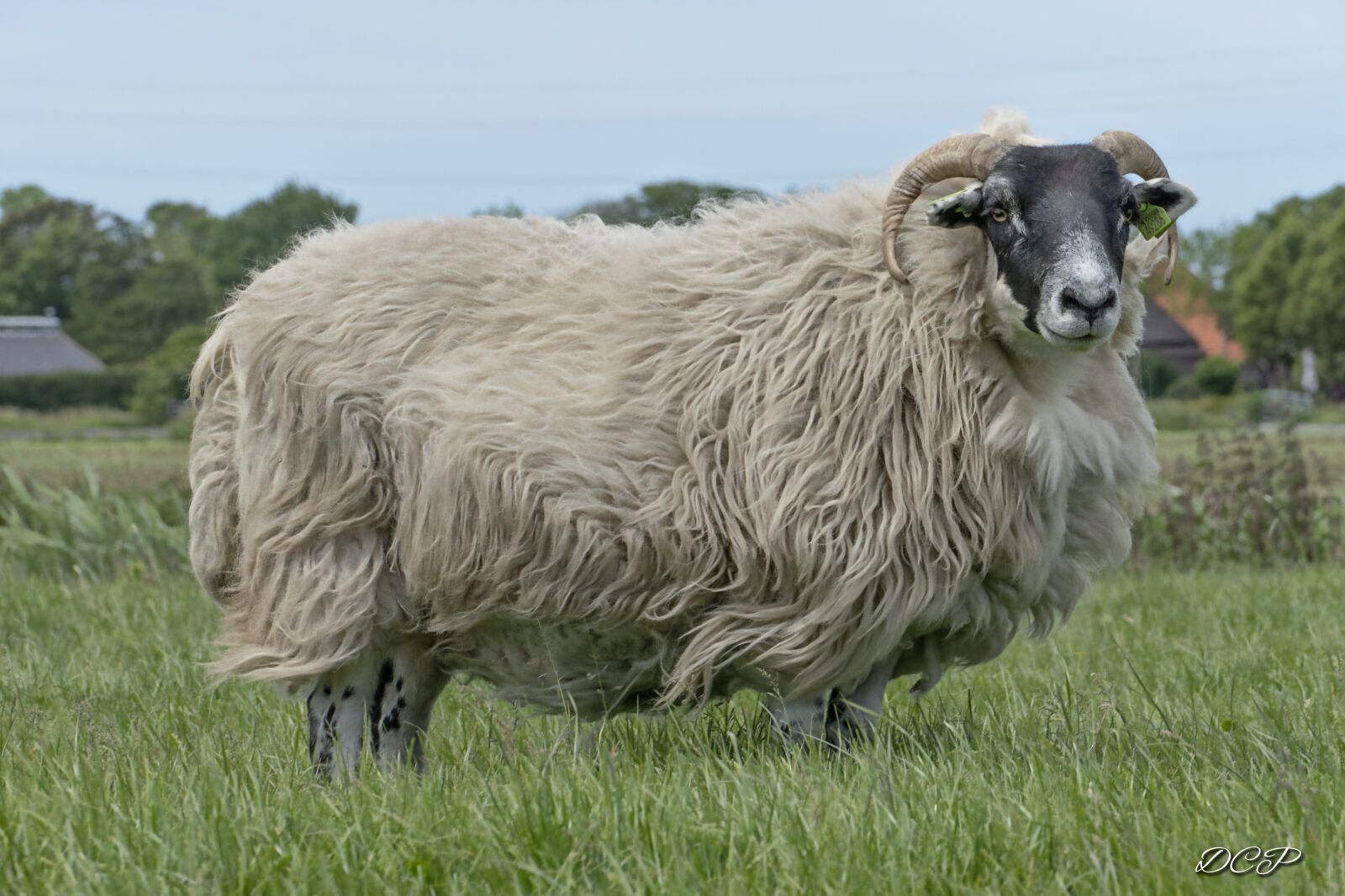 Panasonic Lumix DMC-FZ1000 sample photo. Sheep, nature, landscape photography