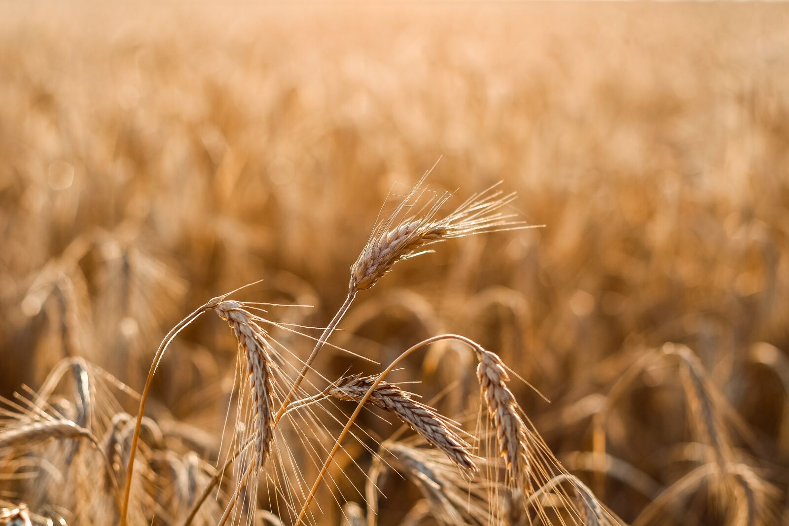 Canon EOS 650D (EOS Rebel T4i / EOS Kiss X6i) + Canon EF 50mm F1.8 II sample photo. Field, wheat, grain photography