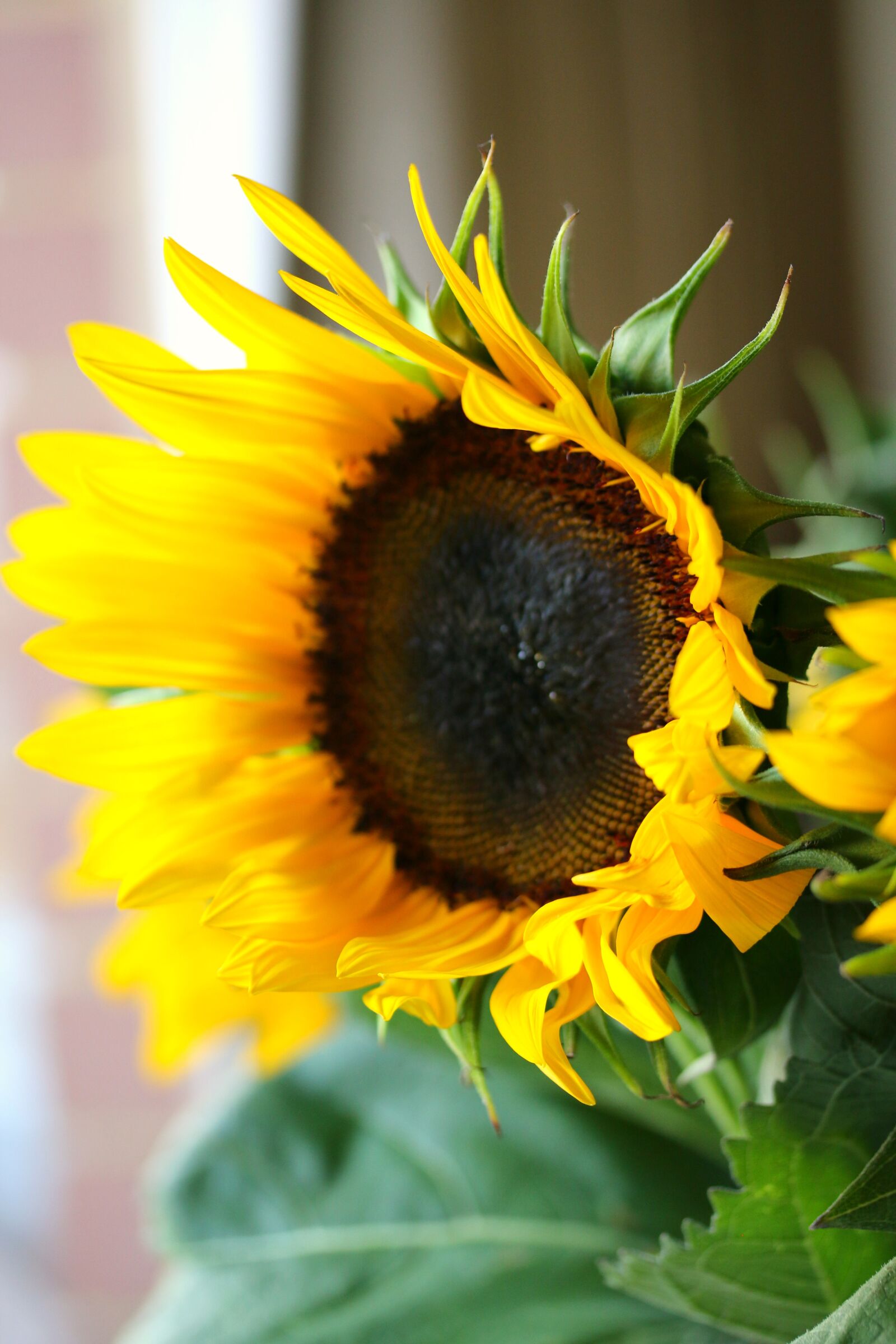 Canon EOS 70D + Canon EF-S 60mm F2.8 Macro USM sample photo. Sunflower, flower, garden photography
