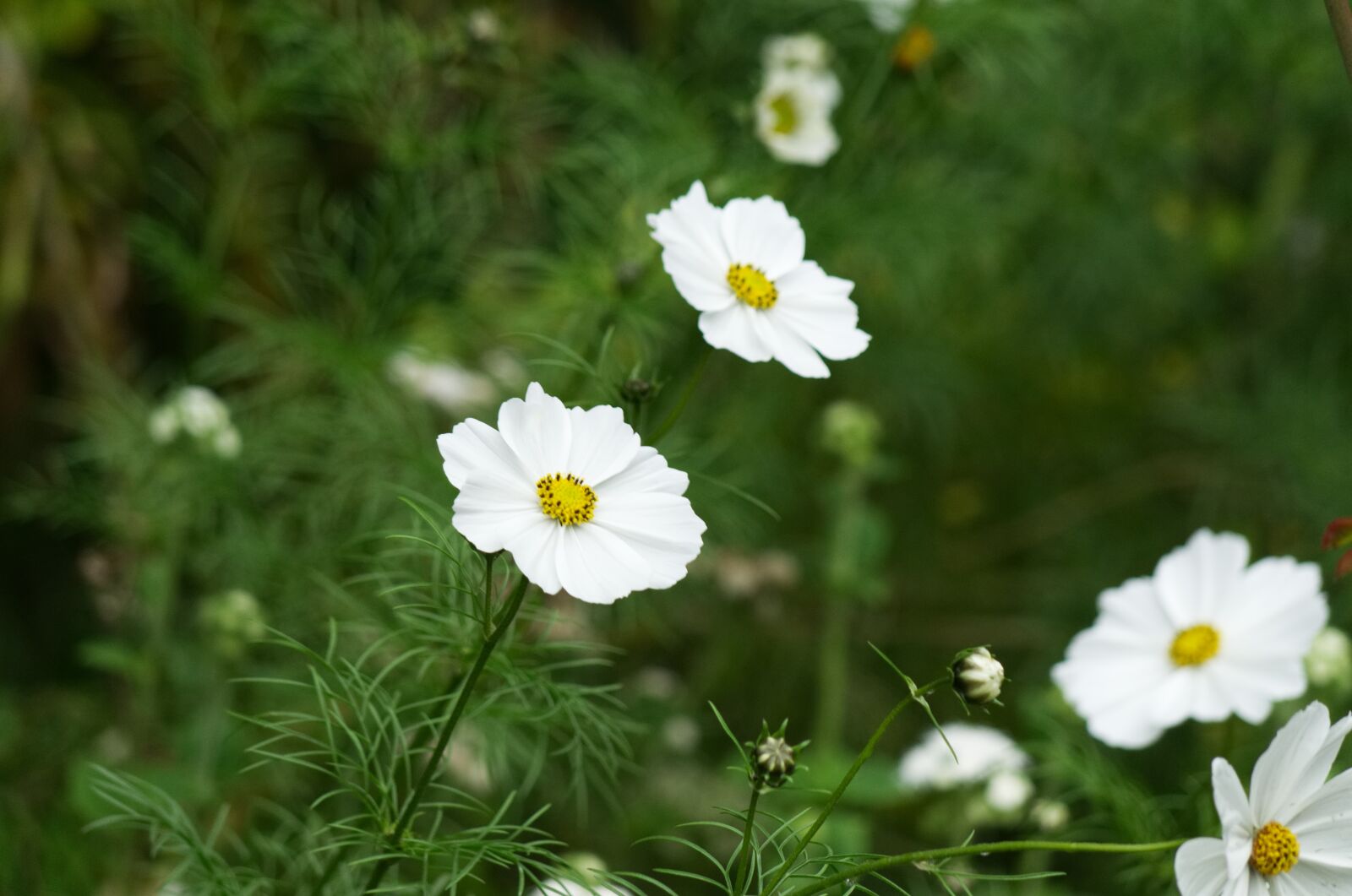 Nikon D5100 sample photo. Flower, white, nature photography