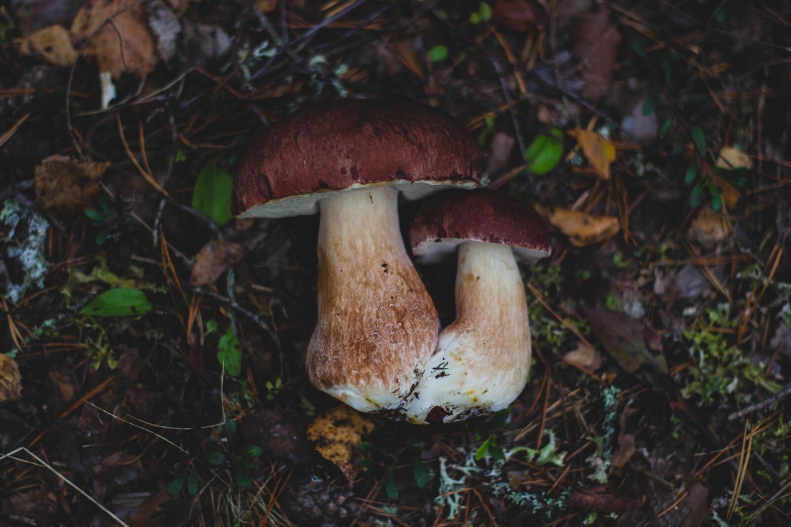 Canon EOS 600D (Rebel EOS T3i / EOS Kiss X5) + Canon EF 50mm F1.8 II sample photo. Mushroom, fungus, food photography