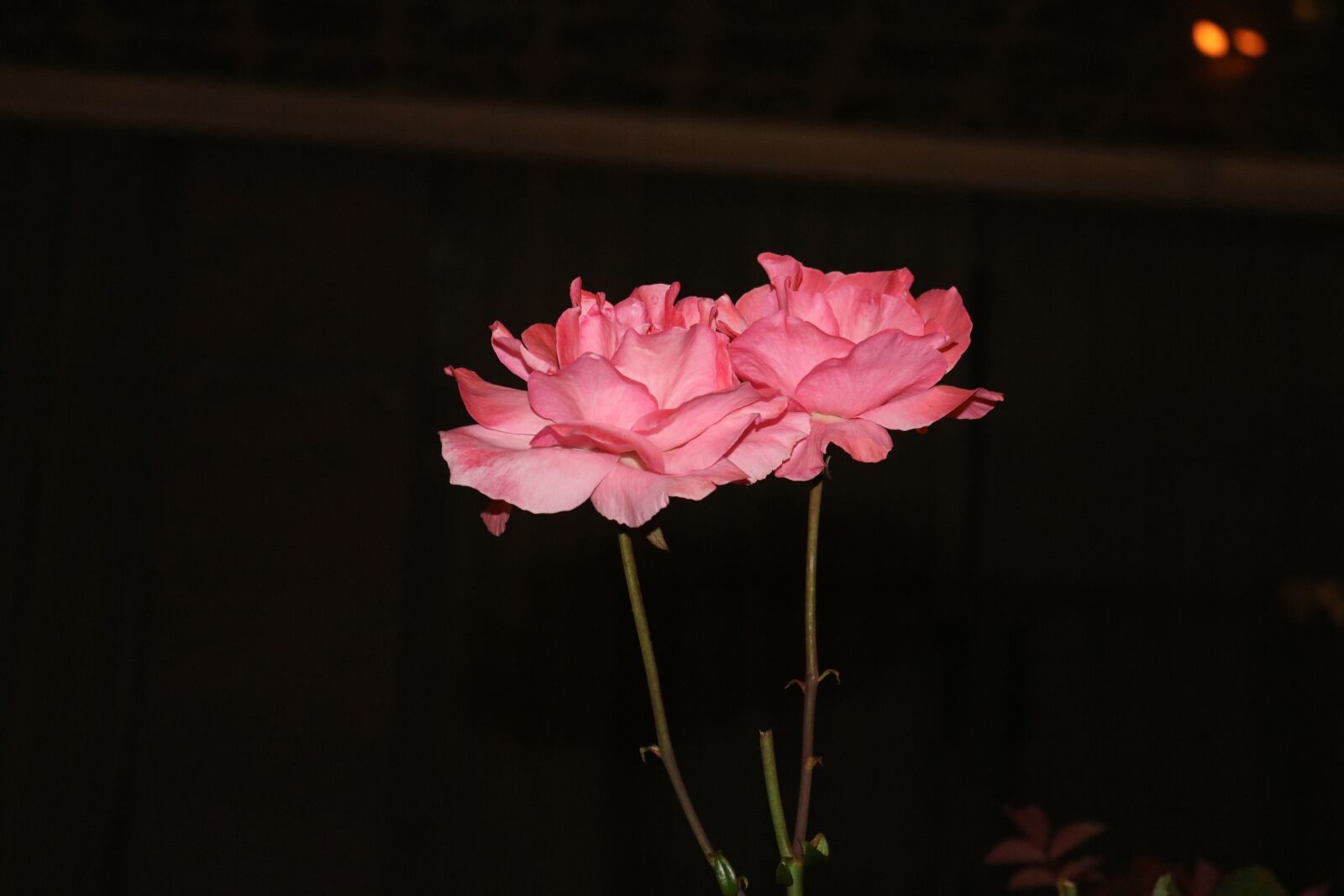 Canon EOS 750D (EOS Rebel T6i / EOS Kiss X8i) + Canon EF-S 18-55mm F3.5-5.6 IS STM sample photo. Roses, pink, night photography