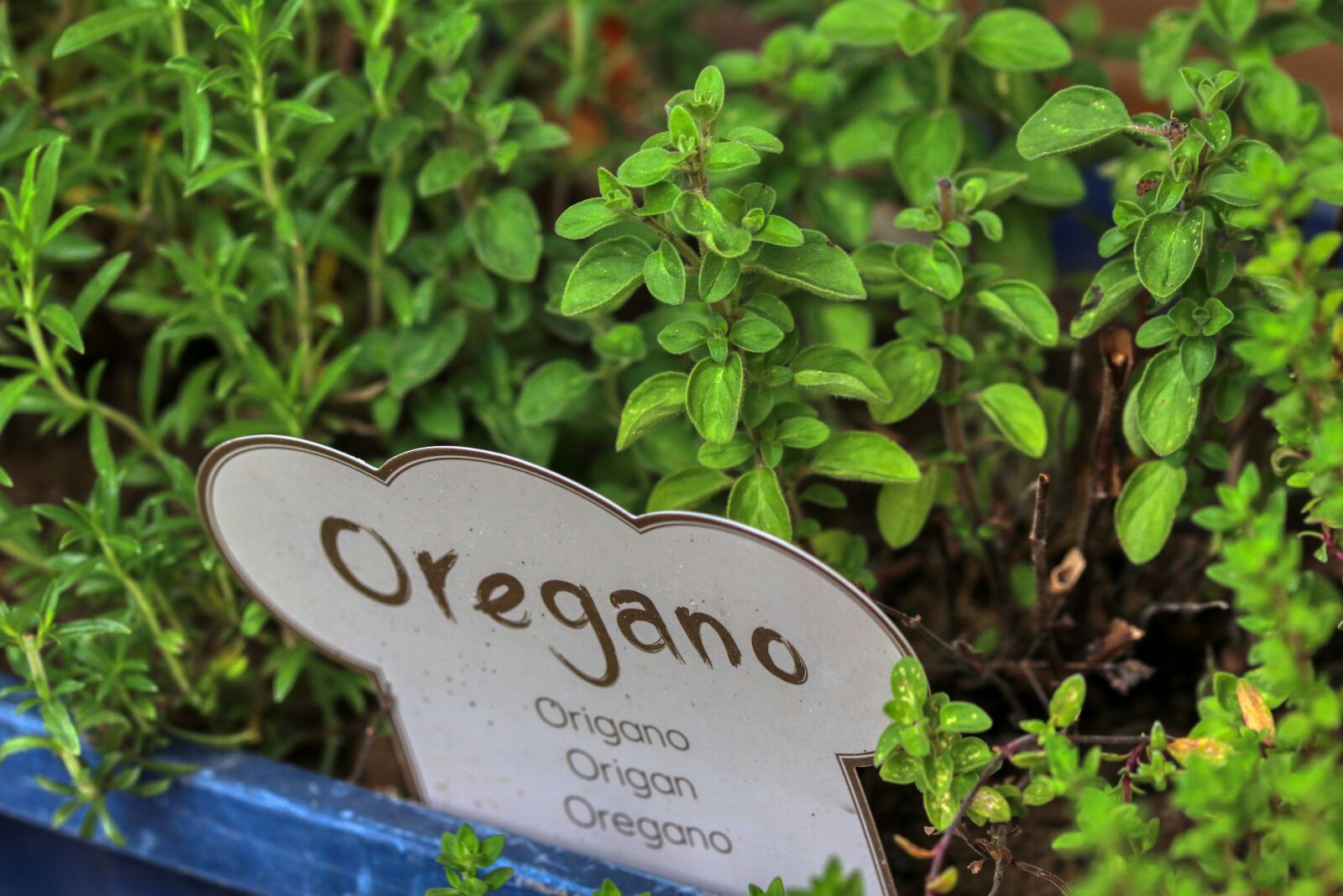 Canon EOS 80D sample photo. Oregano, herbs, bed photography