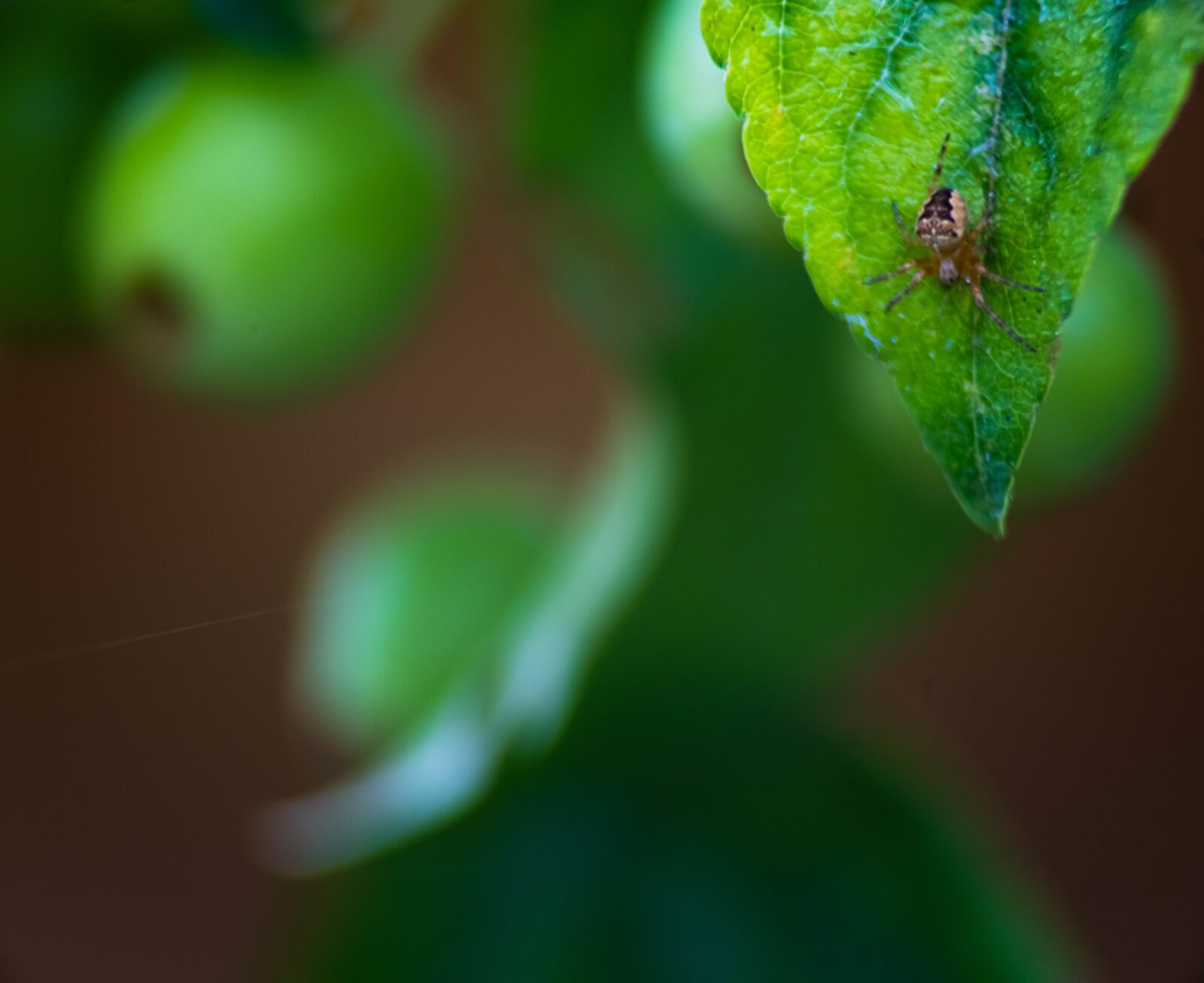Nikon D850 sample photo. Isolated on white, poisonous photography