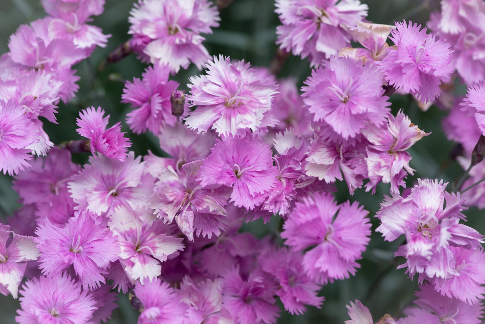 Nikon D750 sample photo. Flowers, purple flowers, purple photography