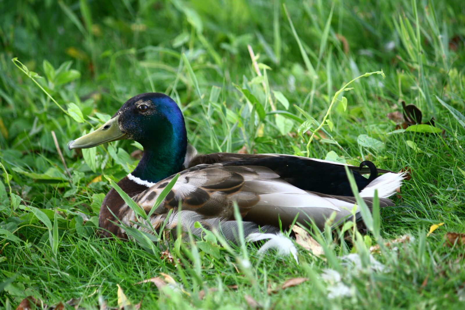 Canon EOS 400D (EOS Digital Rebel XTi / EOS Kiss Digital X) sample photo. Mallard, duck, bird photography