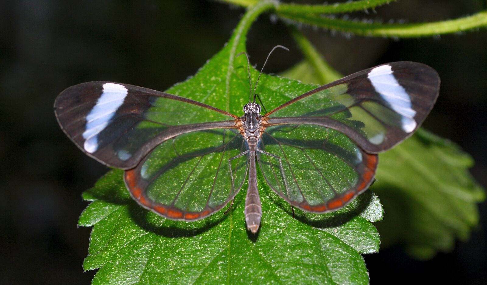Nikon D3200 sample photo. Butterfly, insect, close up photography