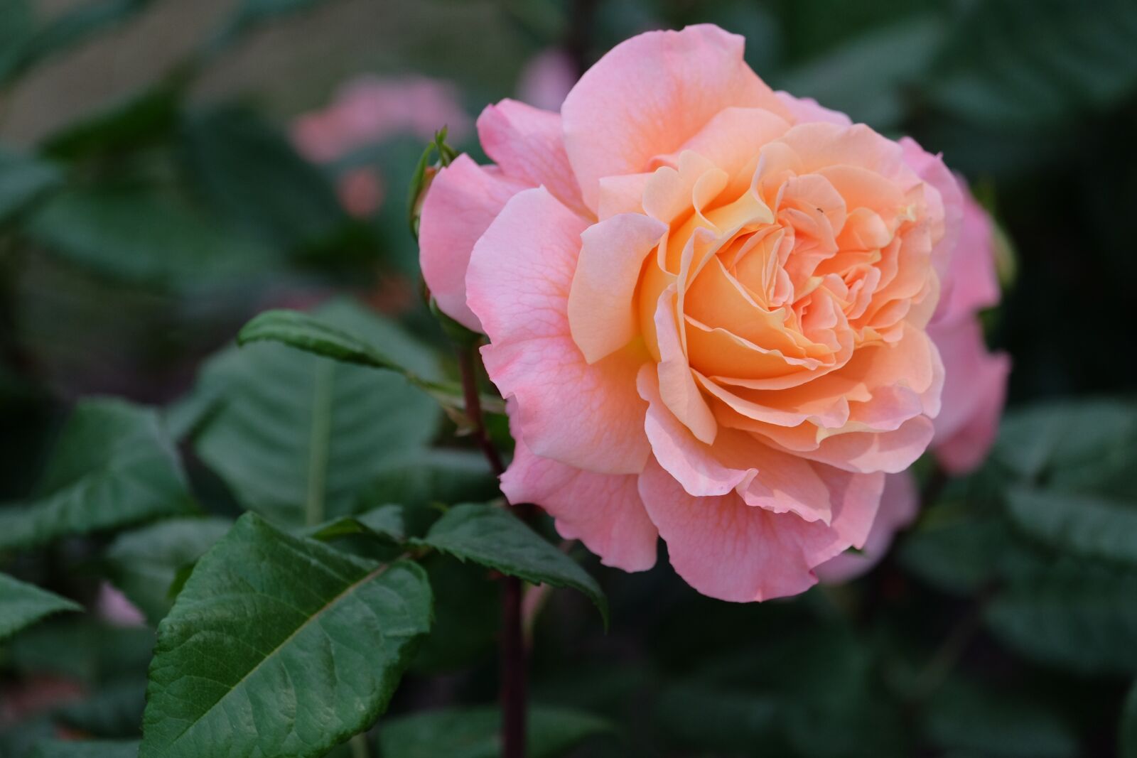 Fujifilm X-E2 + Fujifilm XF 55-200mm F3.5-4.8 R LM OIS sample photo. Rosa, flower, nature photography