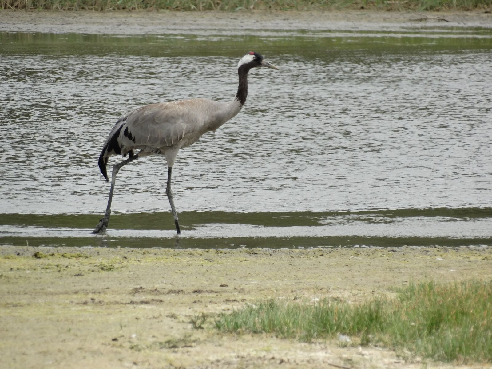 Sony Cyber-shot DSC-HX300 sample photo. Wader, pissed off, sand photography