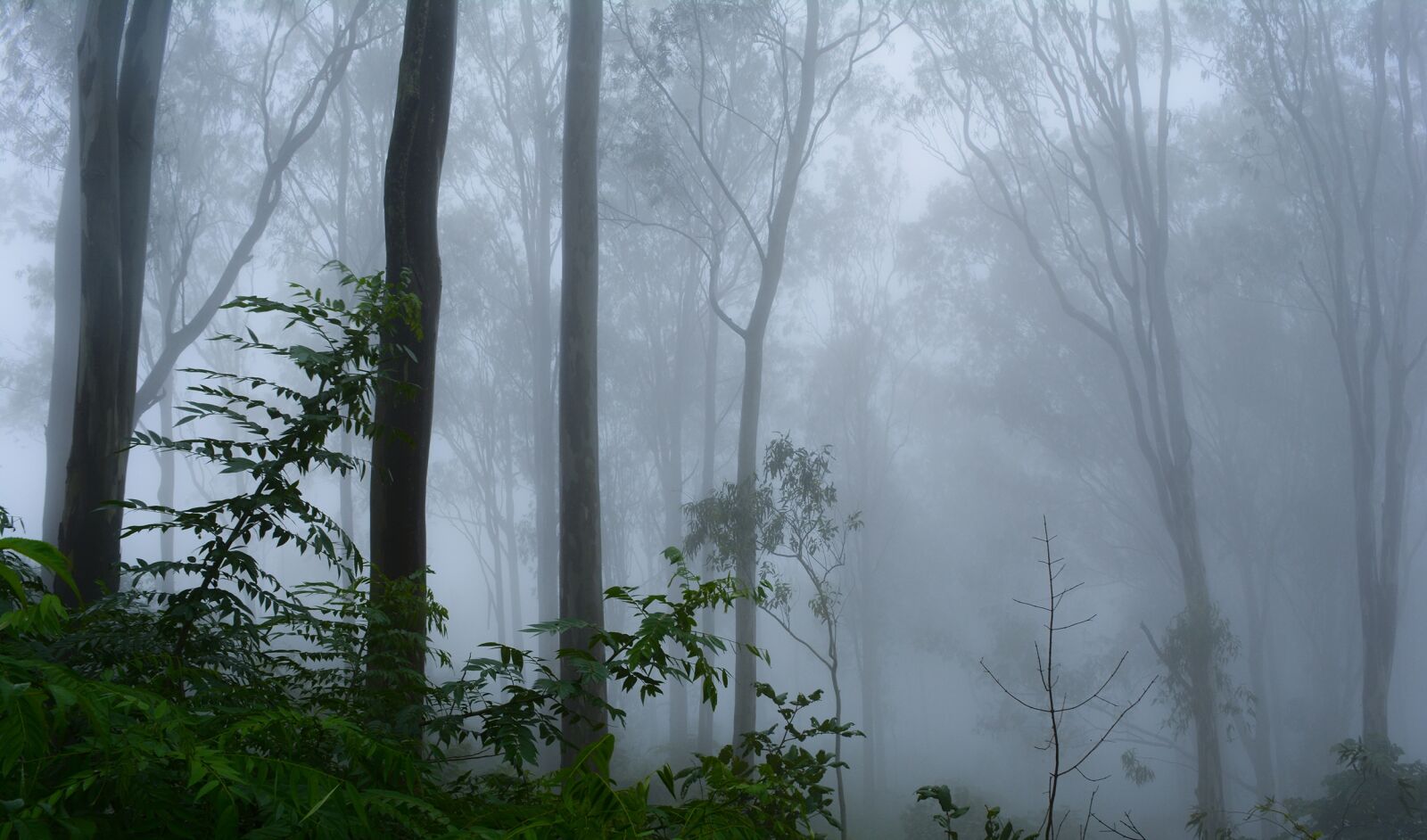Nikon D5200 sample photo. Fog, trees, nature photography