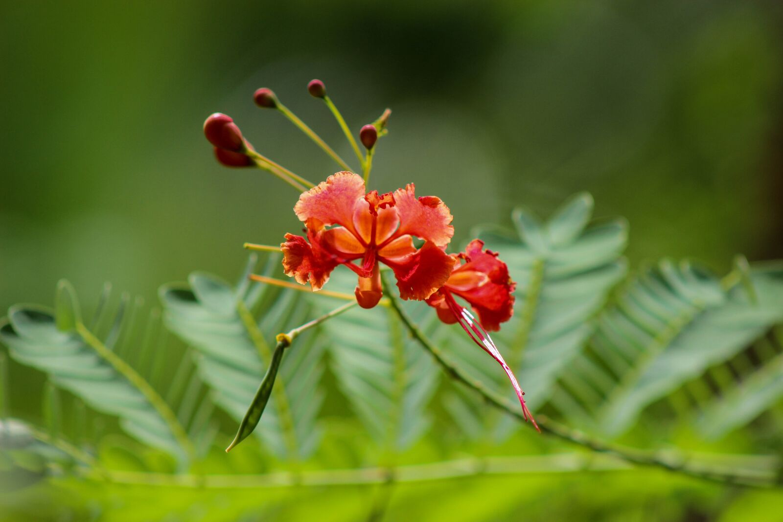 Canon EOS 600D (Rebel EOS T3i / EOS Kiss X5) sample photo. Flower, single flower, love photography