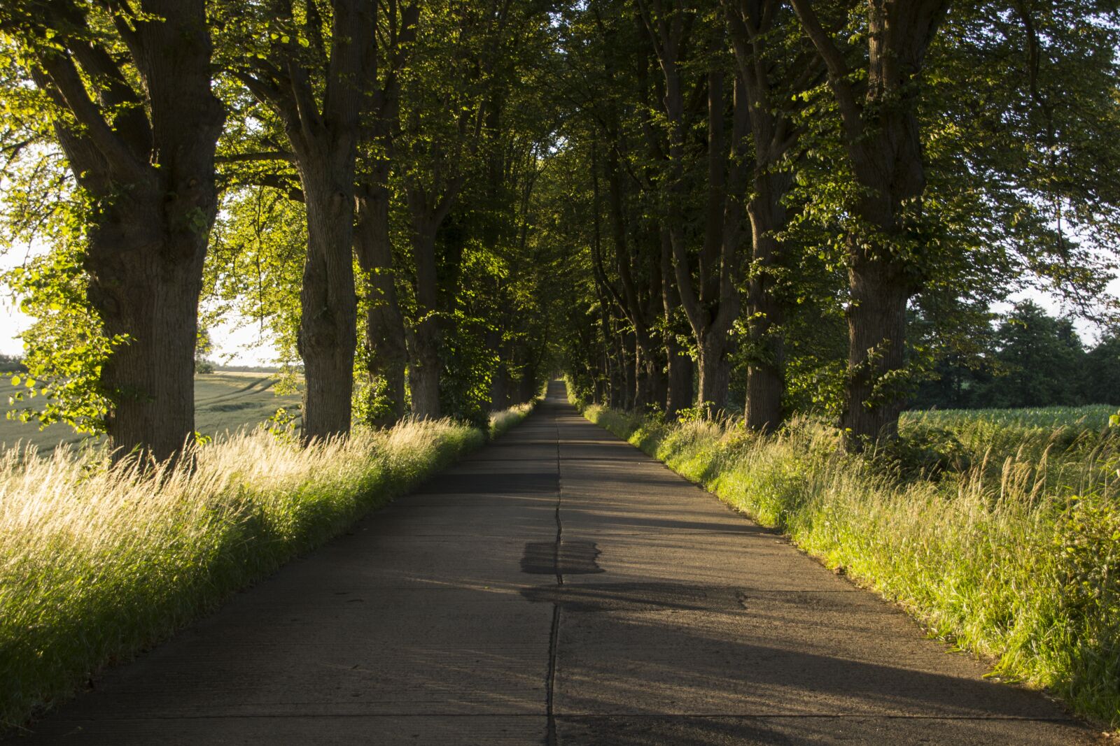 Canon EOS 60D sample photo. Street avenue, tree, road photography