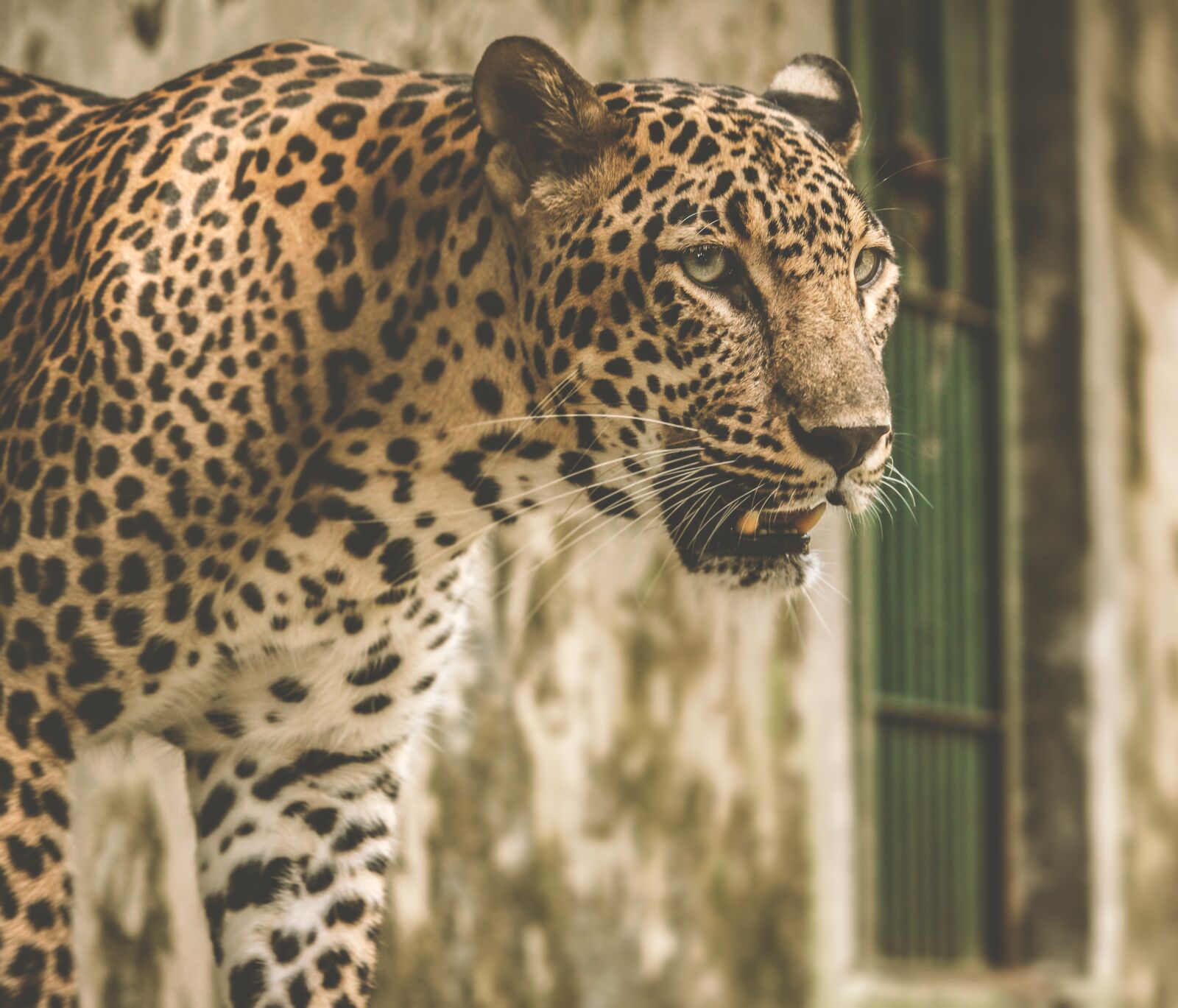 Canon EOS 700D (EOS Rebel T5i / EOS Kiss X7i) sample photo. Animal, animal lover, animal photography