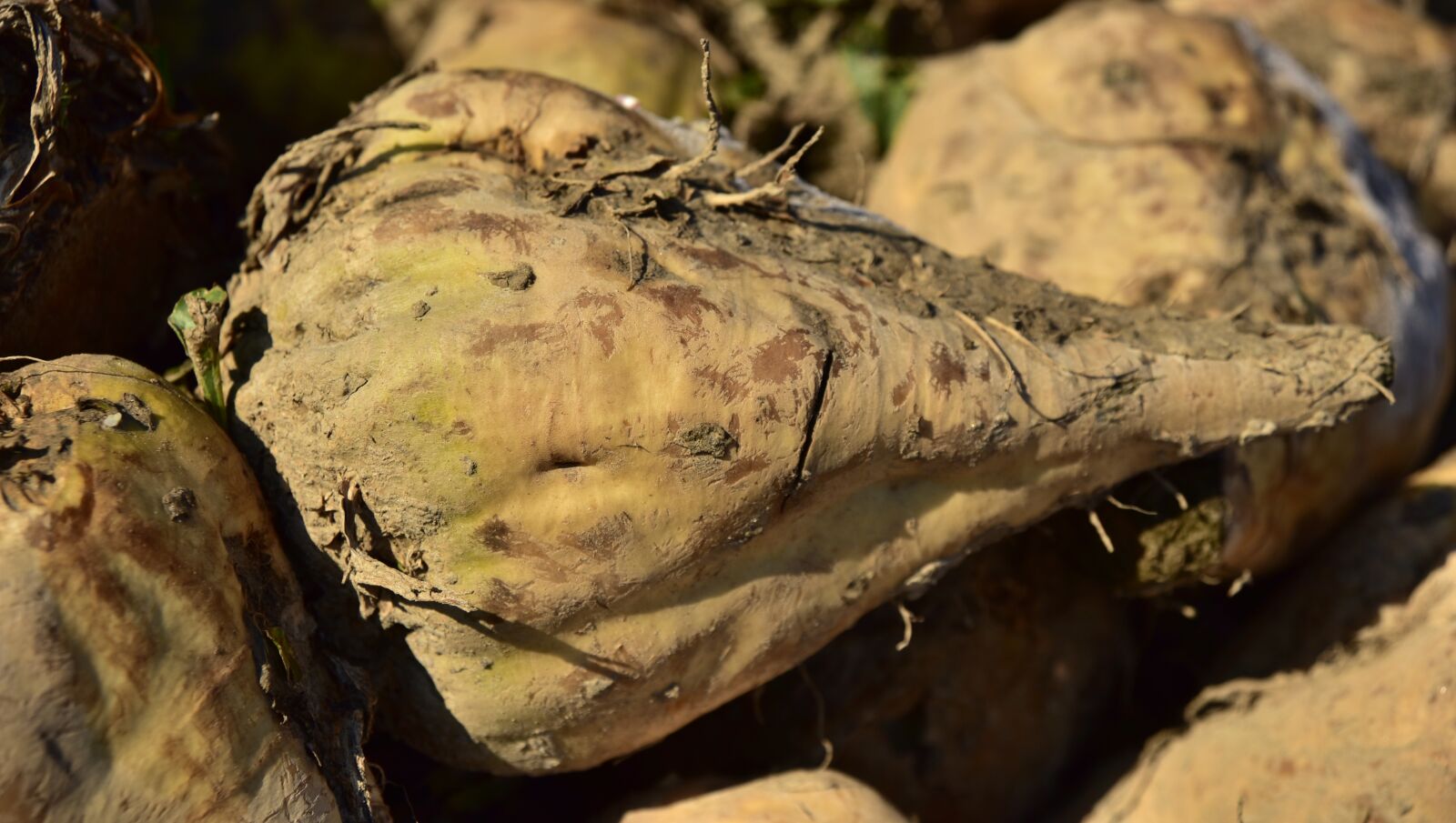 Nikon D750 sample photo. Sugar beet, vegetables, sugar photography