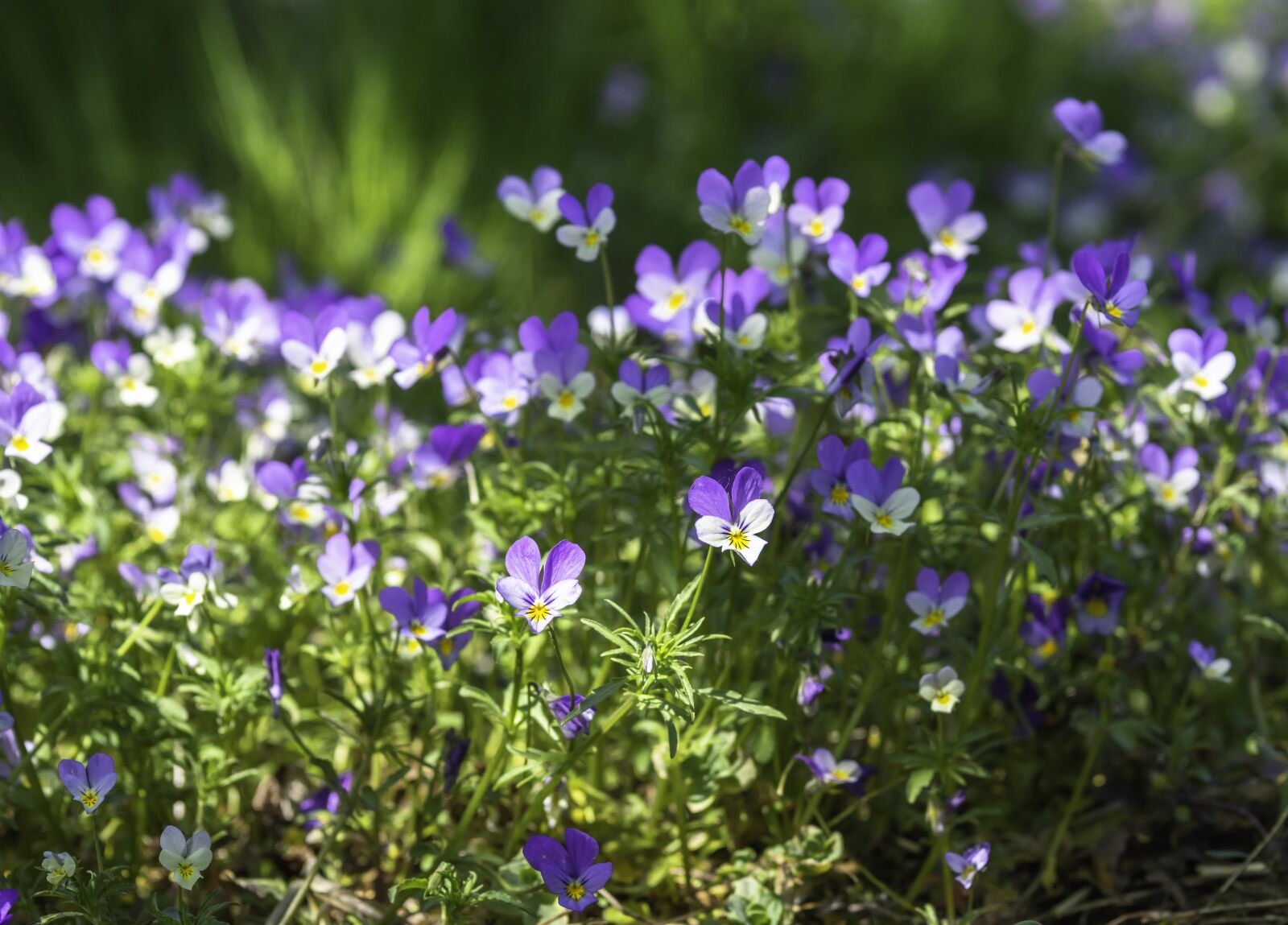 Olympus OM-D E-M10 II + Sigma 60mm F2.8 DN Art sample photo. Wild pansies, viola tricolor photography