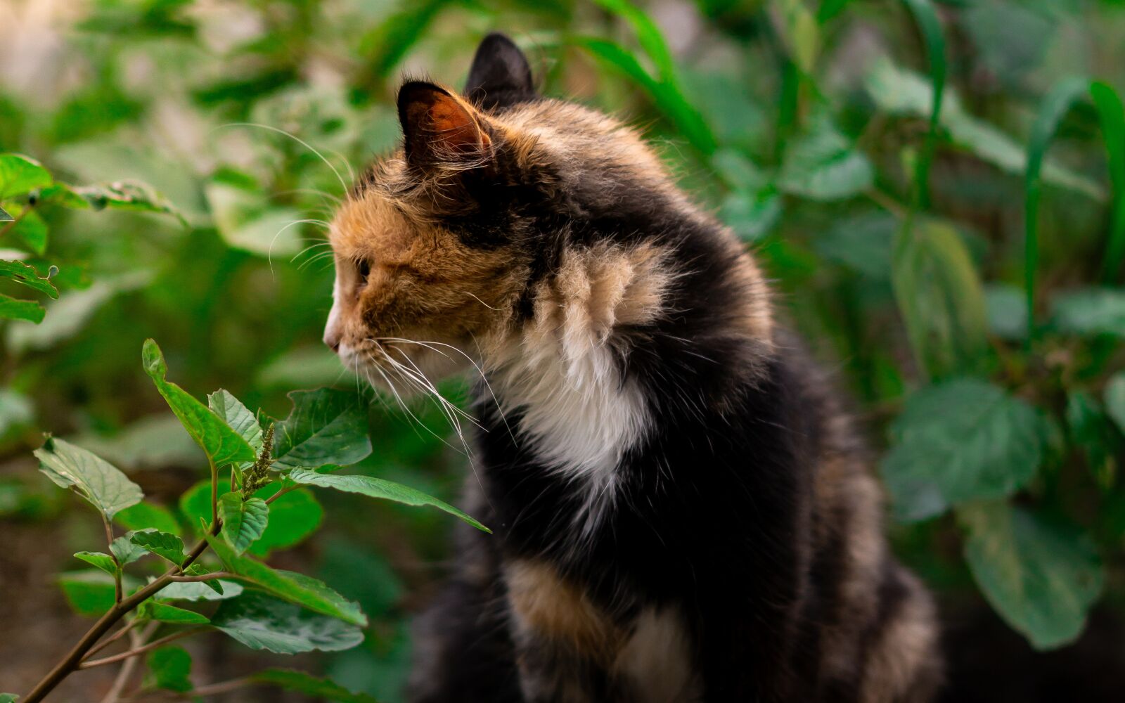E 50mm F1.8 OSS sample photo. Cat, animal, eyes photography