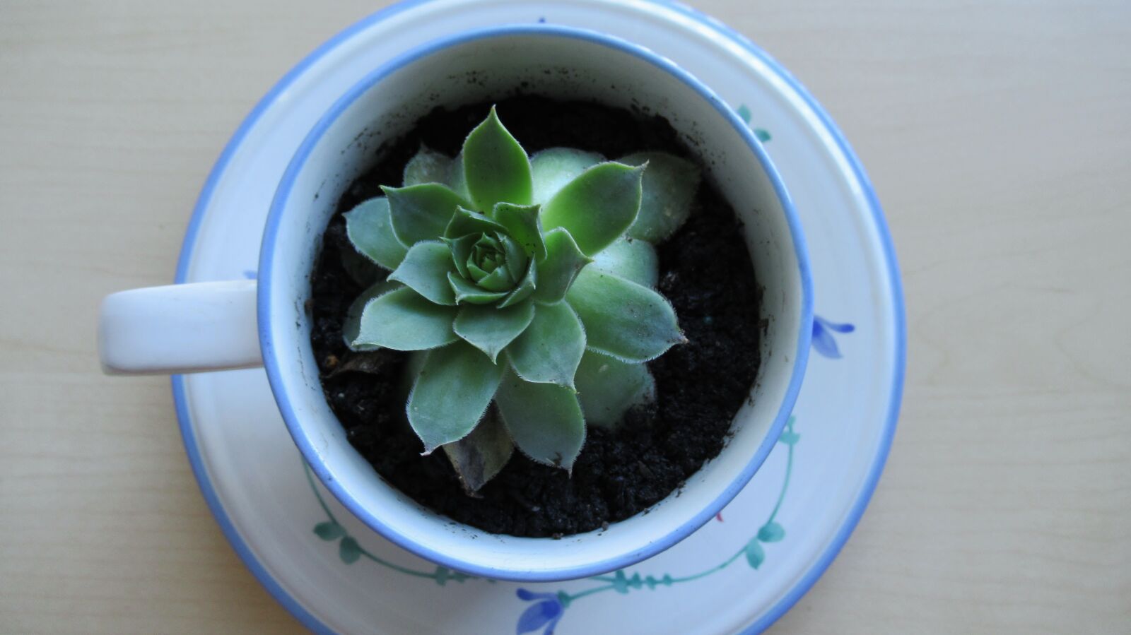 Canon PowerShot SX620 HS sample photo. Succulent, cup, plant photography