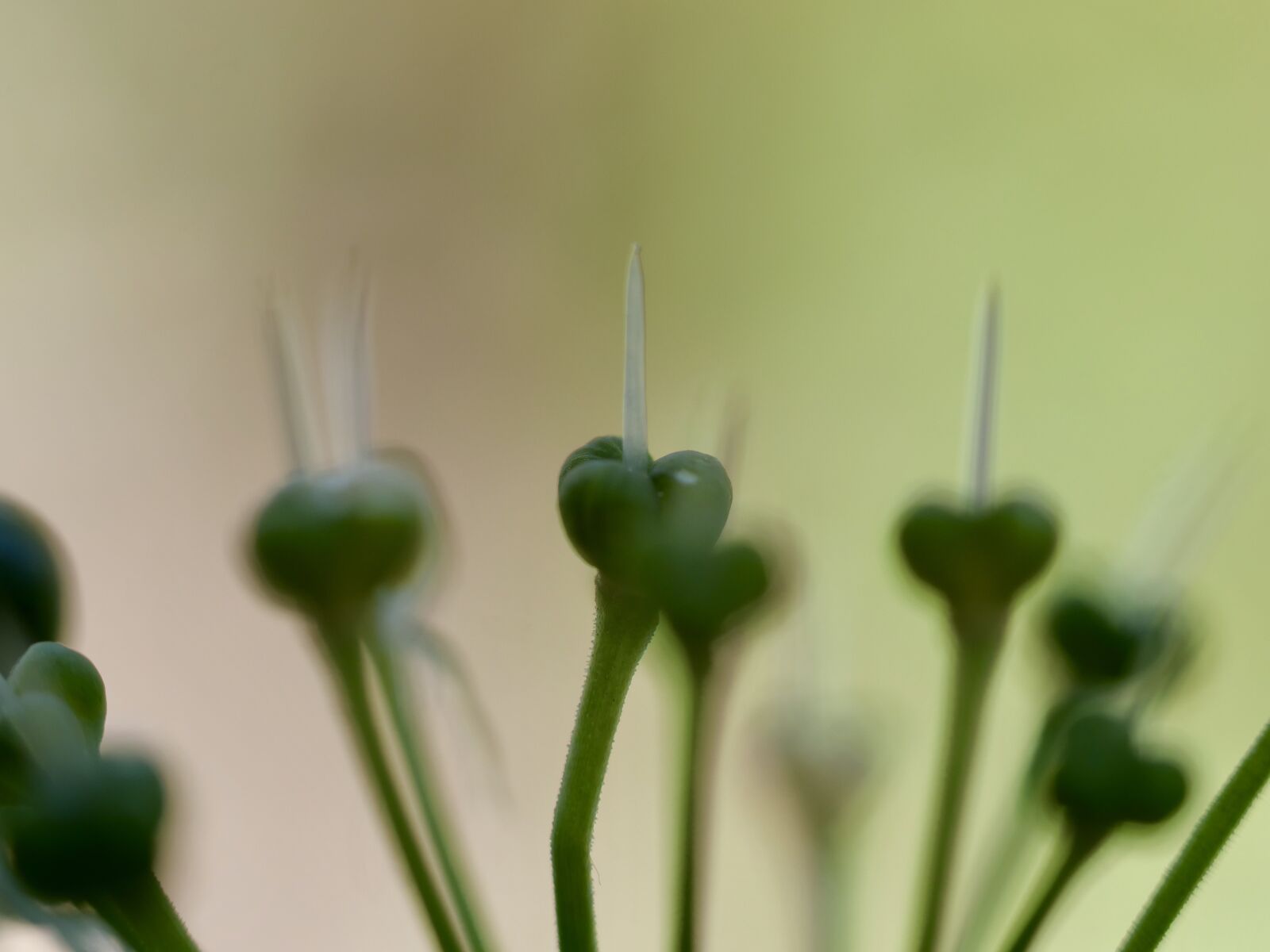Panasonic Lumix DC-G9 sample photo. Bear's garlic, macro, bokeh photography