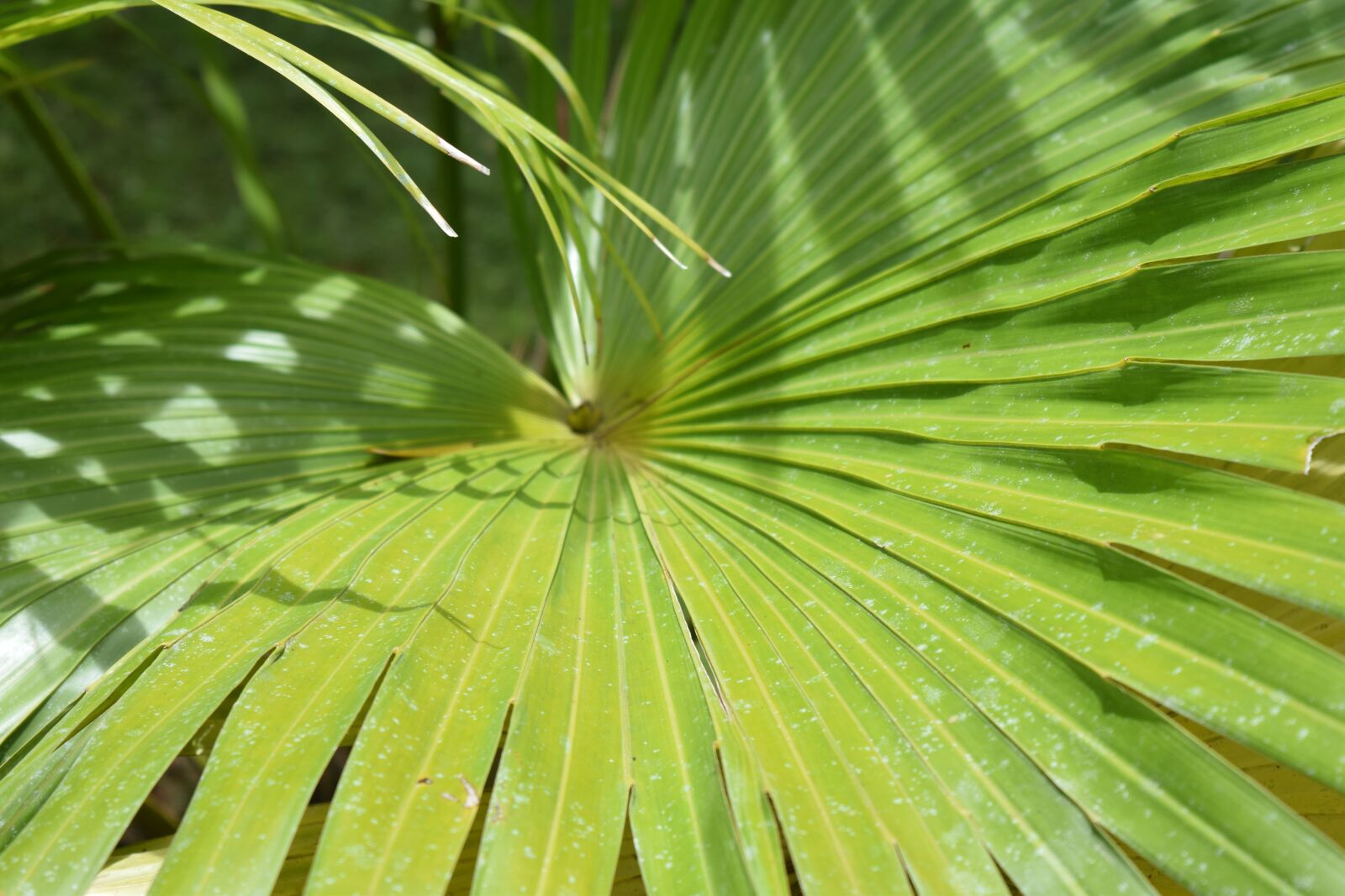 Nikon D3300 sample photo. Palm, plant, jungle photography