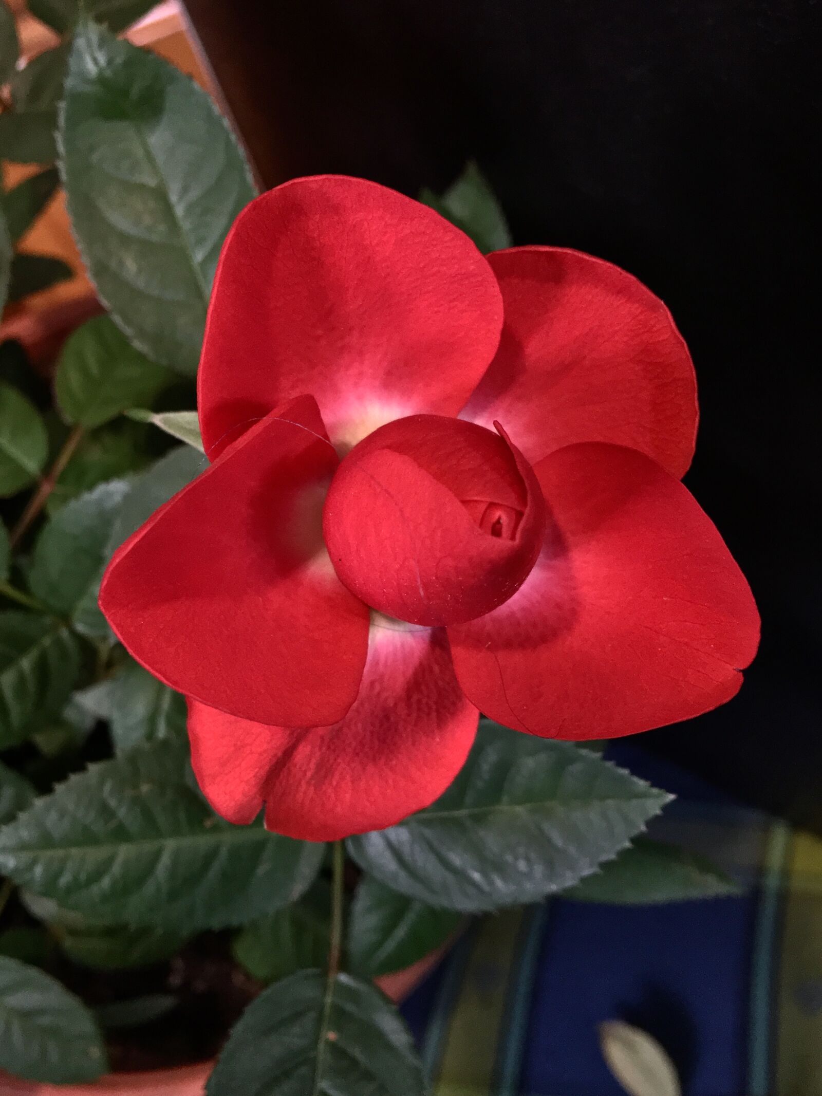 iPhone 6s Plus back camera 4.15mm f/2.2 sample photo. Red rose, small, red photography