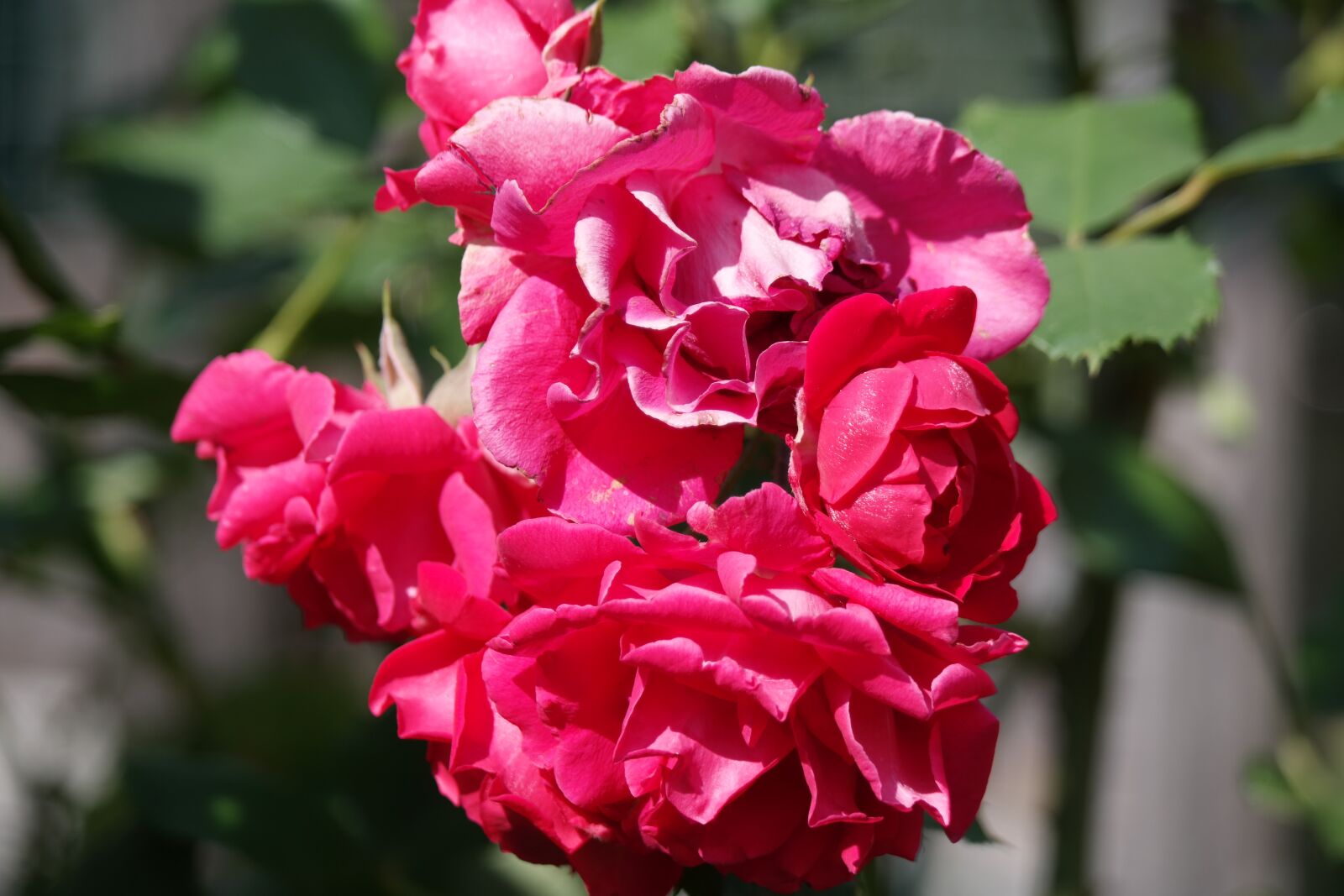 NX 50-200mm F4-5.6 sample photo. Flower, blossom, bloom photography