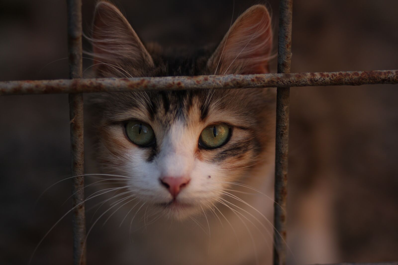 Canon EOS 700D (EOS Rebel T5i / EOS Kiss X7i) + Canon EF 85mm F1.8 USM sample photo. Cat, coloring, pet photography