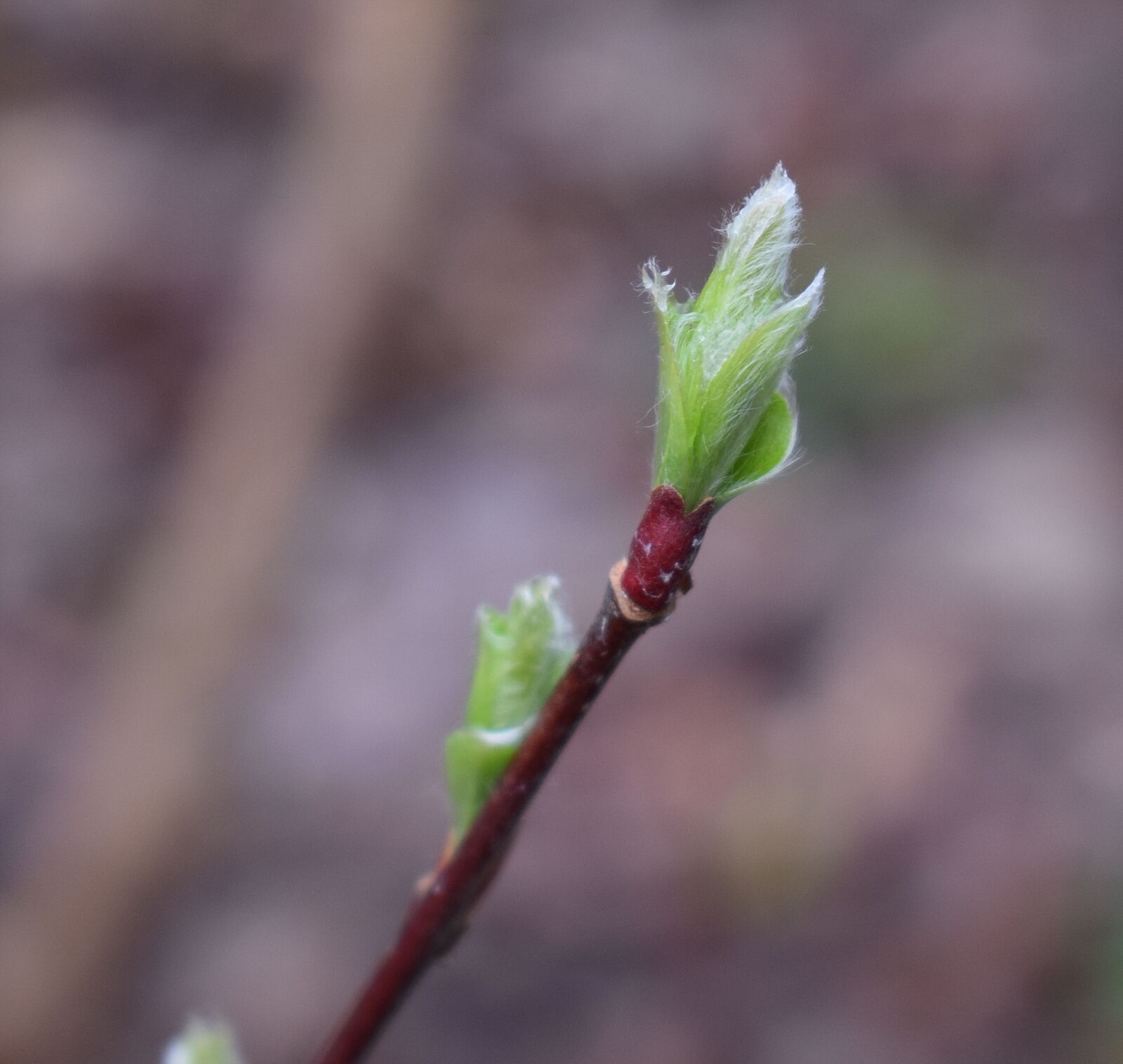 Nikon D3300 sample photo. New willow leaves, willow photography
