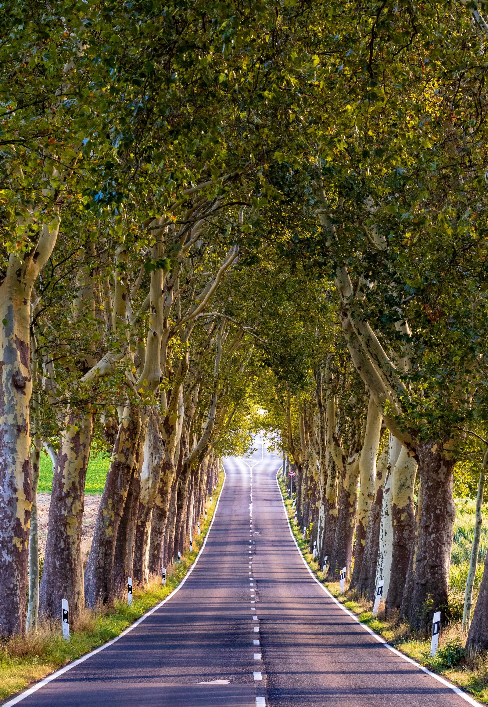 Canon EOS 80D sample photo. Avenue, trees, nature photography