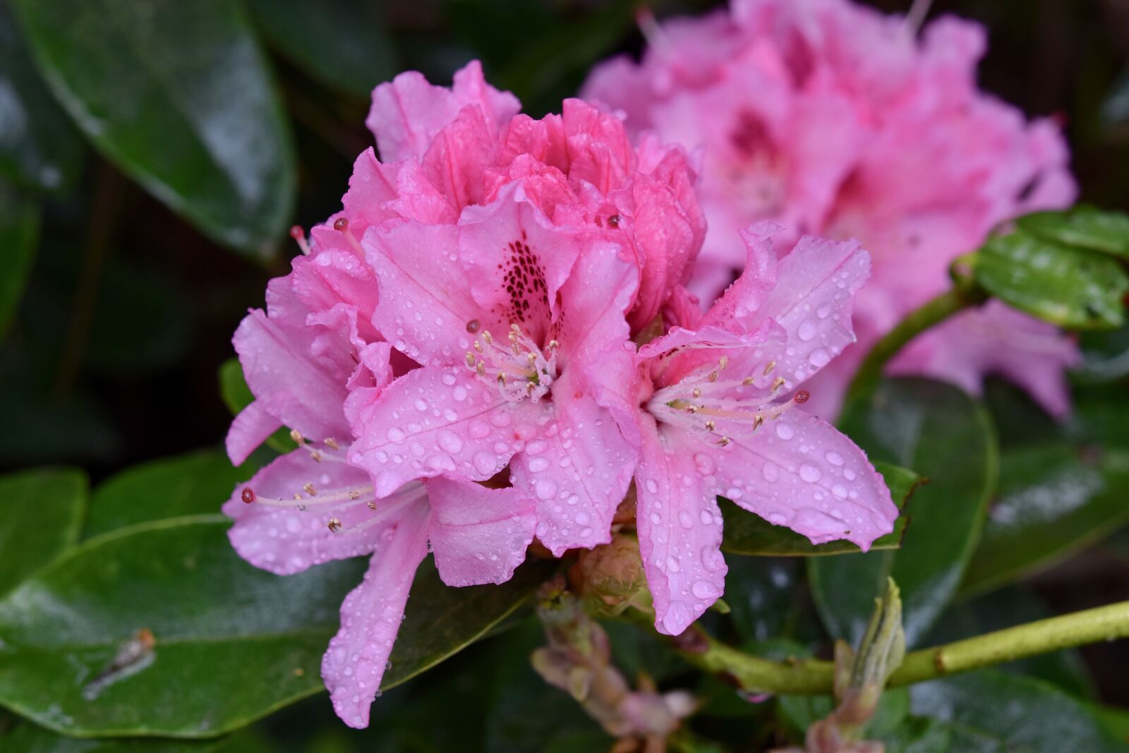 Nikon D5600 sample photo. Flower, flower rhododendron, rhododendron photography