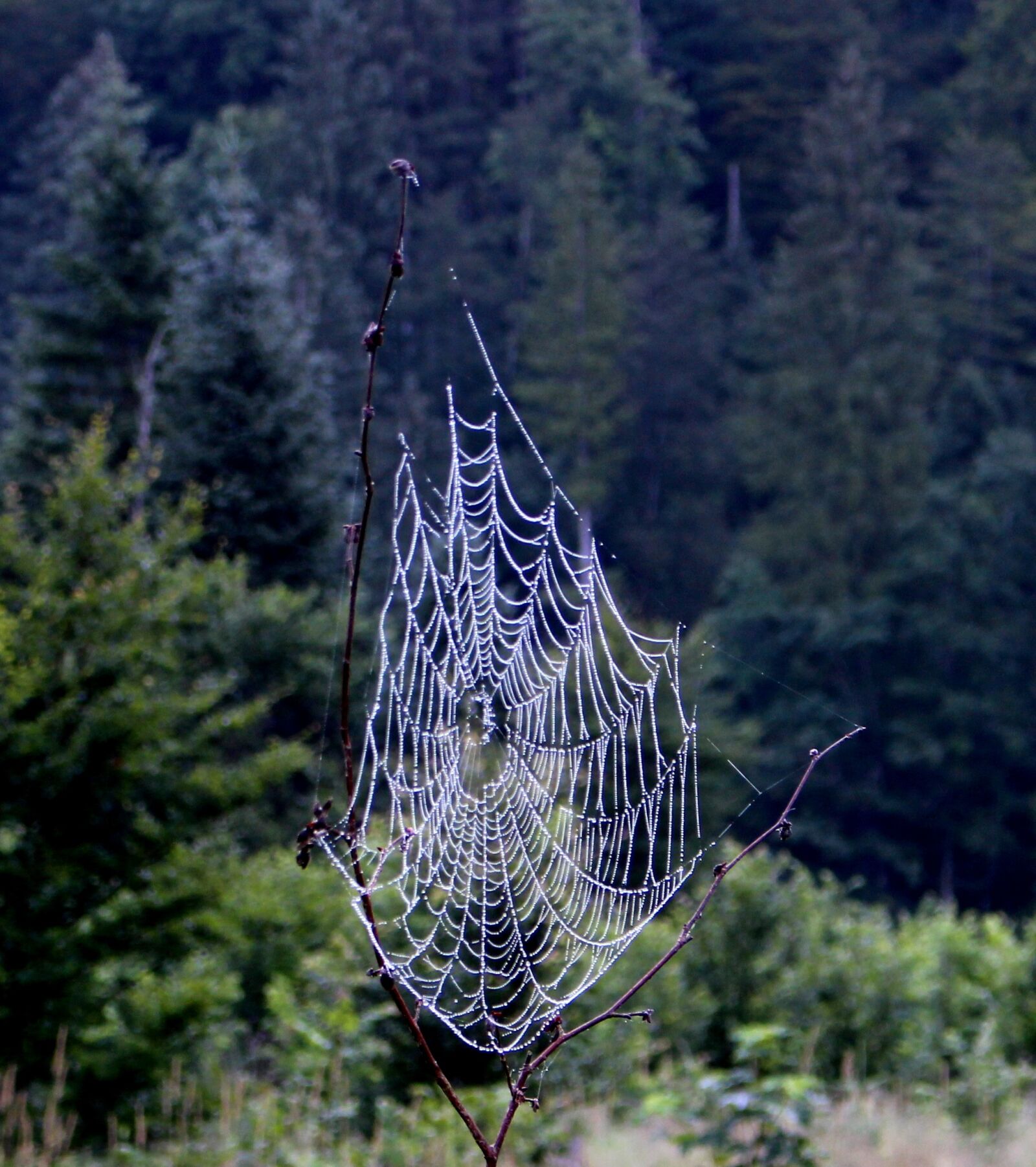 Canon EOS 100D (EOS Rebel SL1 / EOS Kiss X7) sample photo. Web, dream catcher, mystical photography