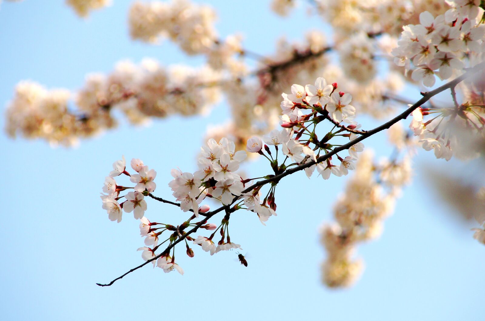 Canon EOS 550D (EOS Rebel T2i / EOS Kiss X4) sample photo. Cherry wood, branch, tree photography