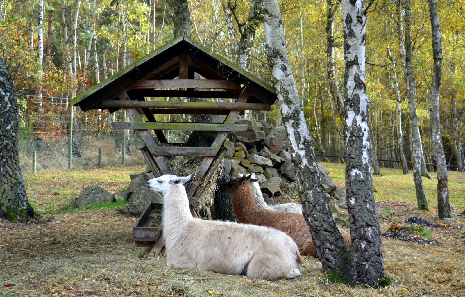 Nikon D3200 sample photo. Lama, lama glama, paarhufer photography