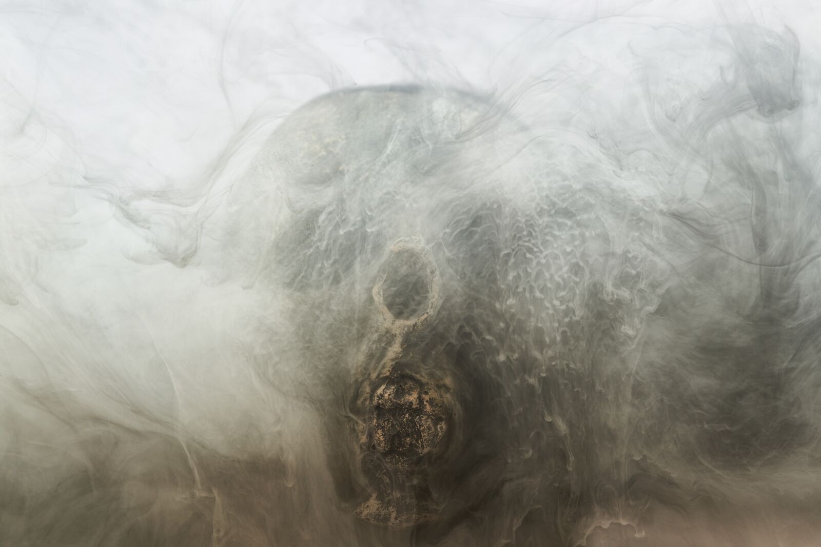 Sigma 85mm F1.4 DG HSM Art sample photo. Grey, skull, dry head photography