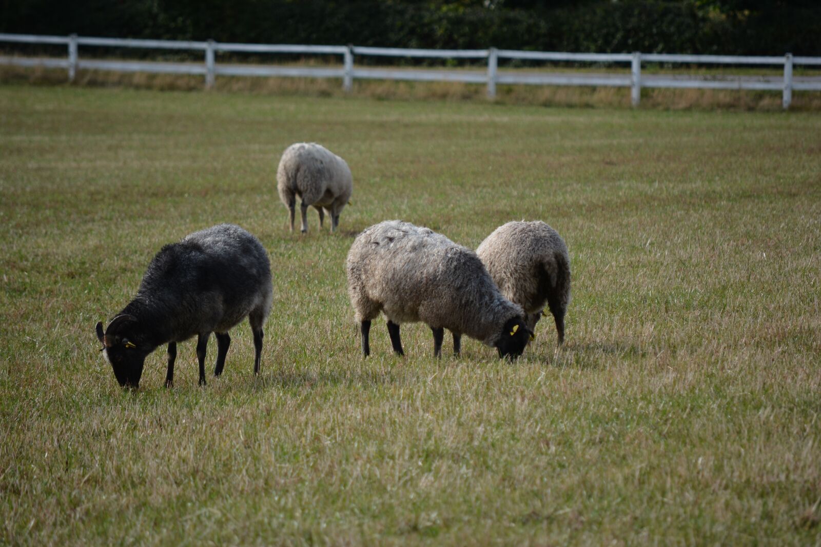 Nikon D7100 sample photo. S rdalskvarn, sheep on photography