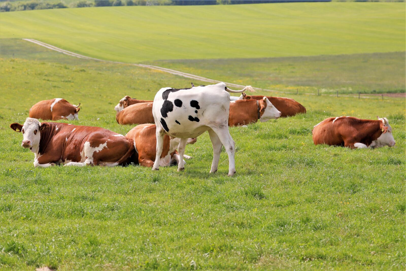 Canon EF 70-300mm F4-5.6L IS USM sample photo. Cows, pasture, milk photography