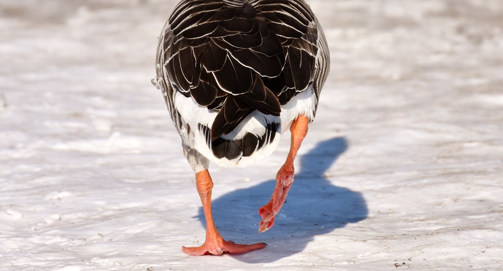 Nikon D7200 sample photo. Goose, wild goose, water photography
