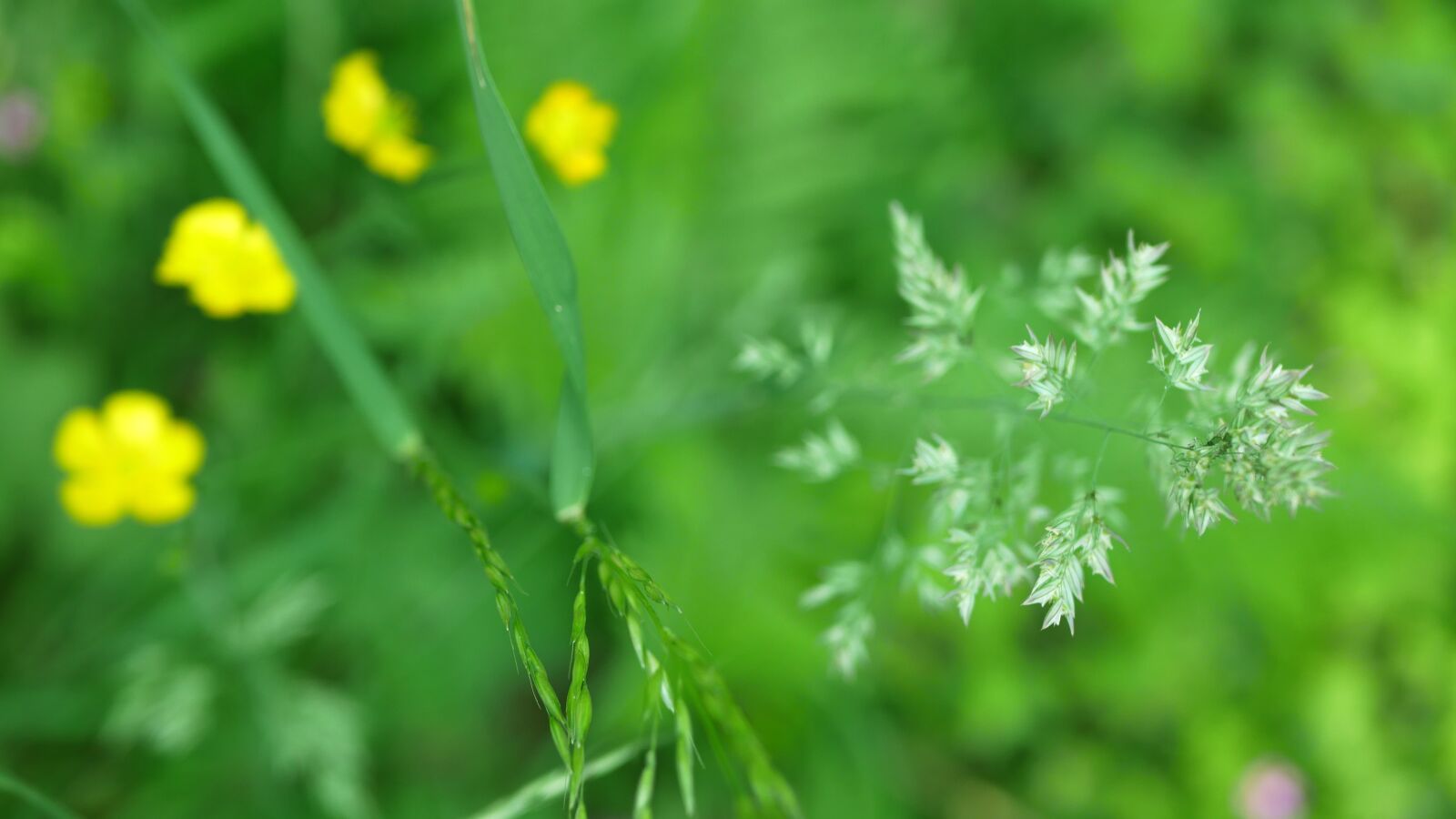 Panasonic Lumix DMC-GX85 (Lumix DMC-GX80 / Lumix DMC-GX7 Mark II) sample photo. Wild herbs, meadow, nature photography