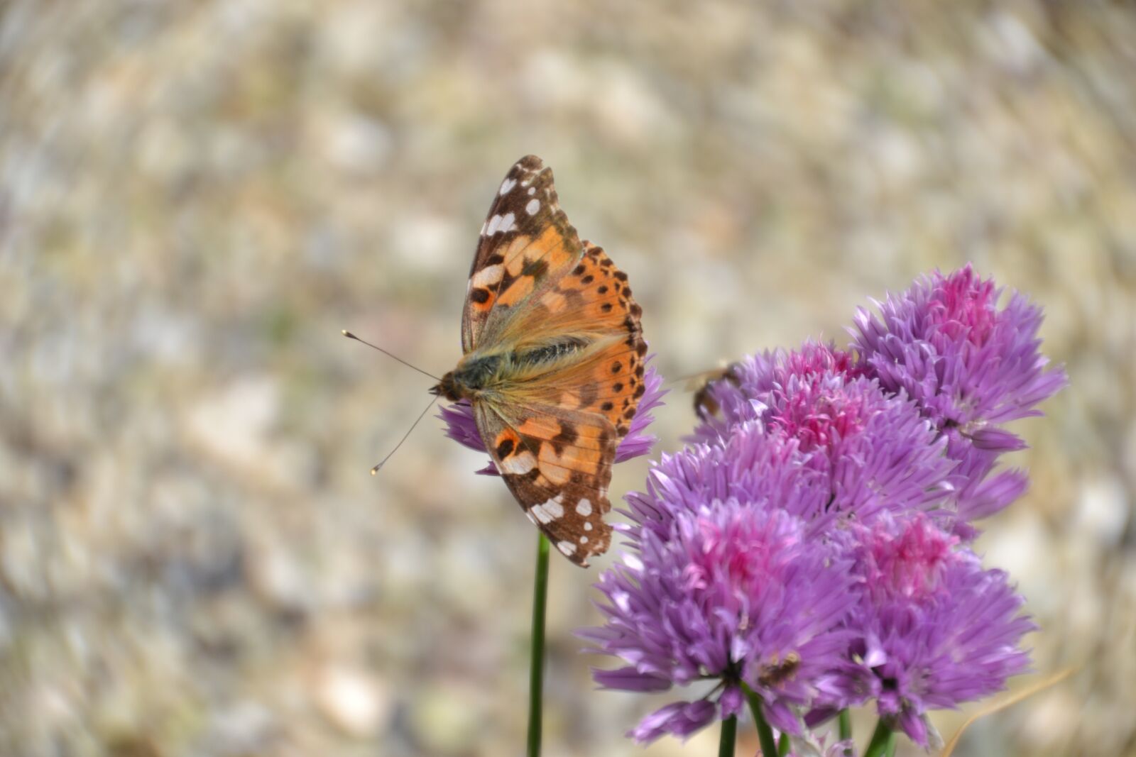 Nikon D3100 sample photo. Butterfly, vanessa cardui, insect photography