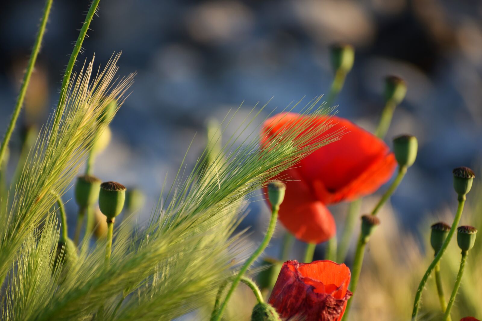 Nikon D3300 sample photo. Red poppys, grass, blooming photography