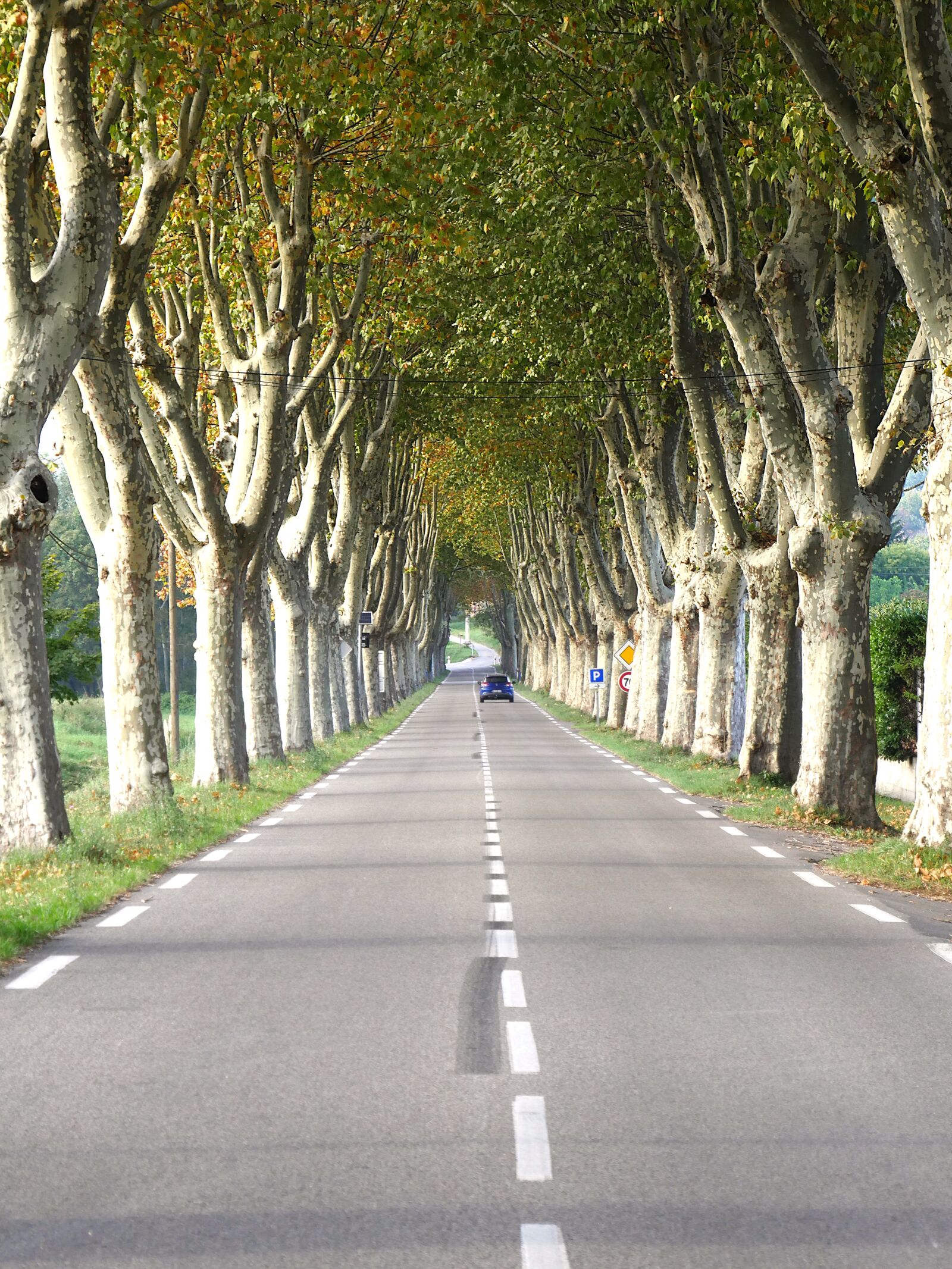 Panasonic Lumix DMC-GX8 sample photo. Road, plane tree, tree photography