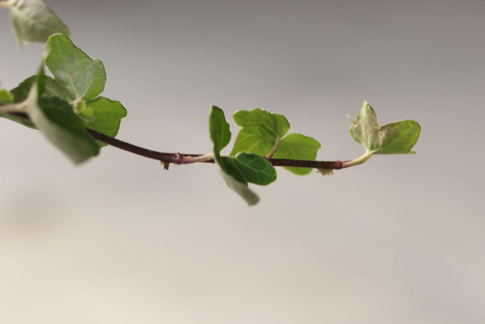 Canon EOS 7D Mark II sample photo. Branch, green, nature photography